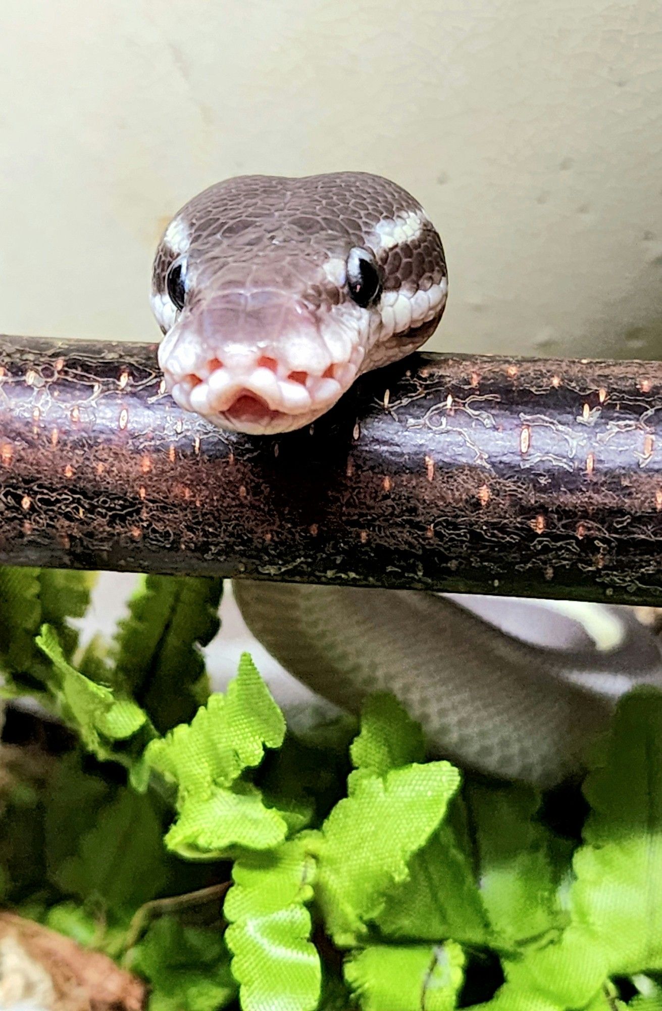 The head of a dark grey and white snake resting on a branch. Behind the branch, part of its white belly can be seen along with some green plants.