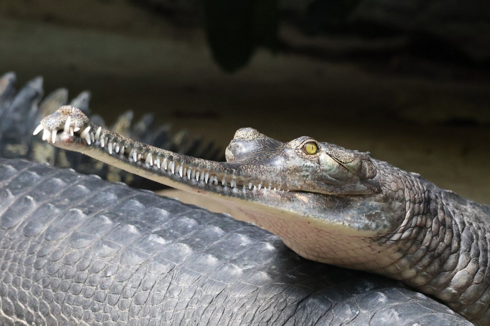 Head and neck of a grey crocodilian. The head is resting on the body of another crocodilian. The visible eye is yellowish with a narrow dark slit pupil. It has a very long and thin snout. The snout is pointing to the left.