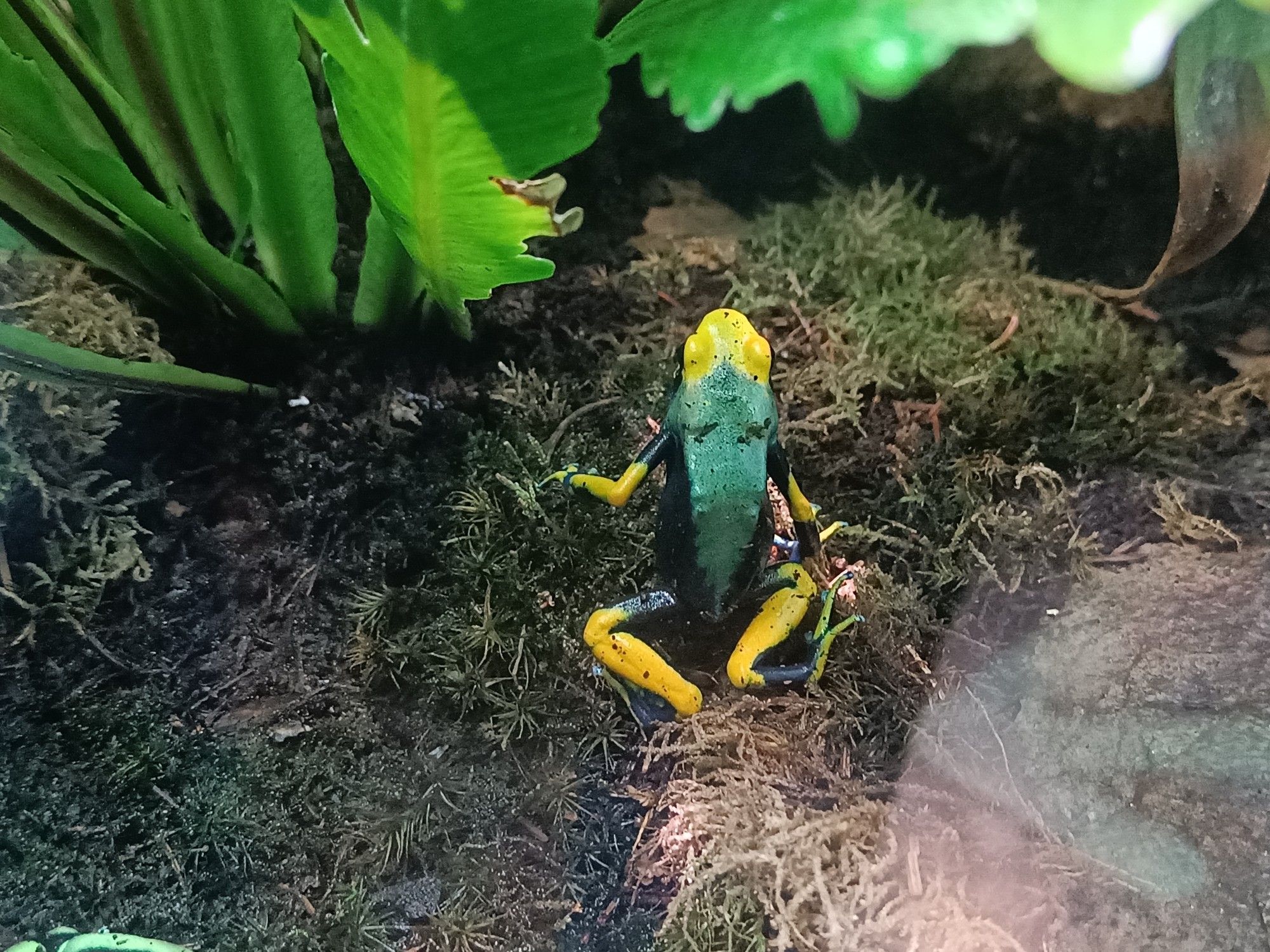 A black frog with yellow on its head, arms and legs is sitting in some moss at the bottom of its terrarium. Some green plants can be seen in the background.