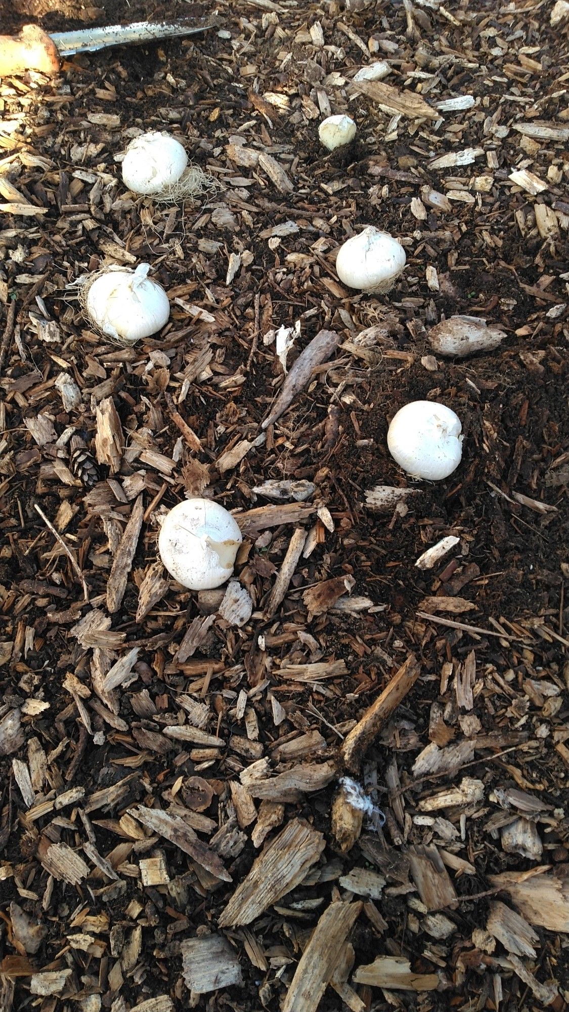 Bright white Allium bulbs sitting on a background of mulch