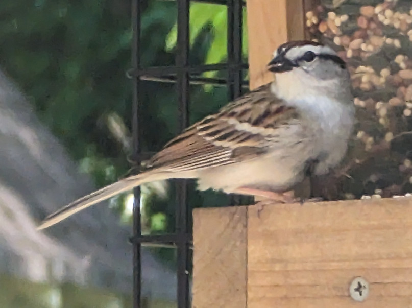 a chipping sparrow