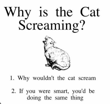 why is the cat streaming?

1). why wouldnt the cat scream
2). if you were smart, you'd be doing the same thing