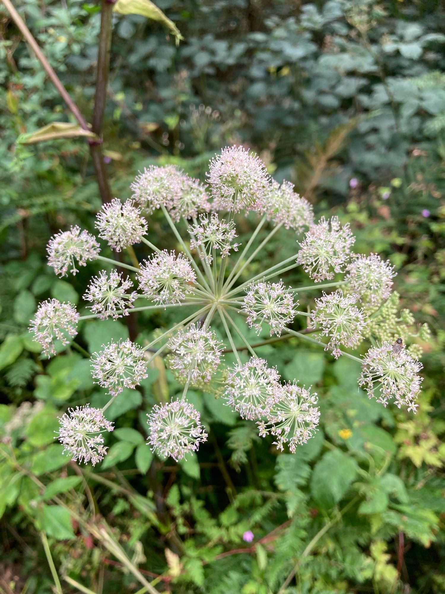 Wild angelica, according to my app, seen in Ballyseedy woods, County Kerry