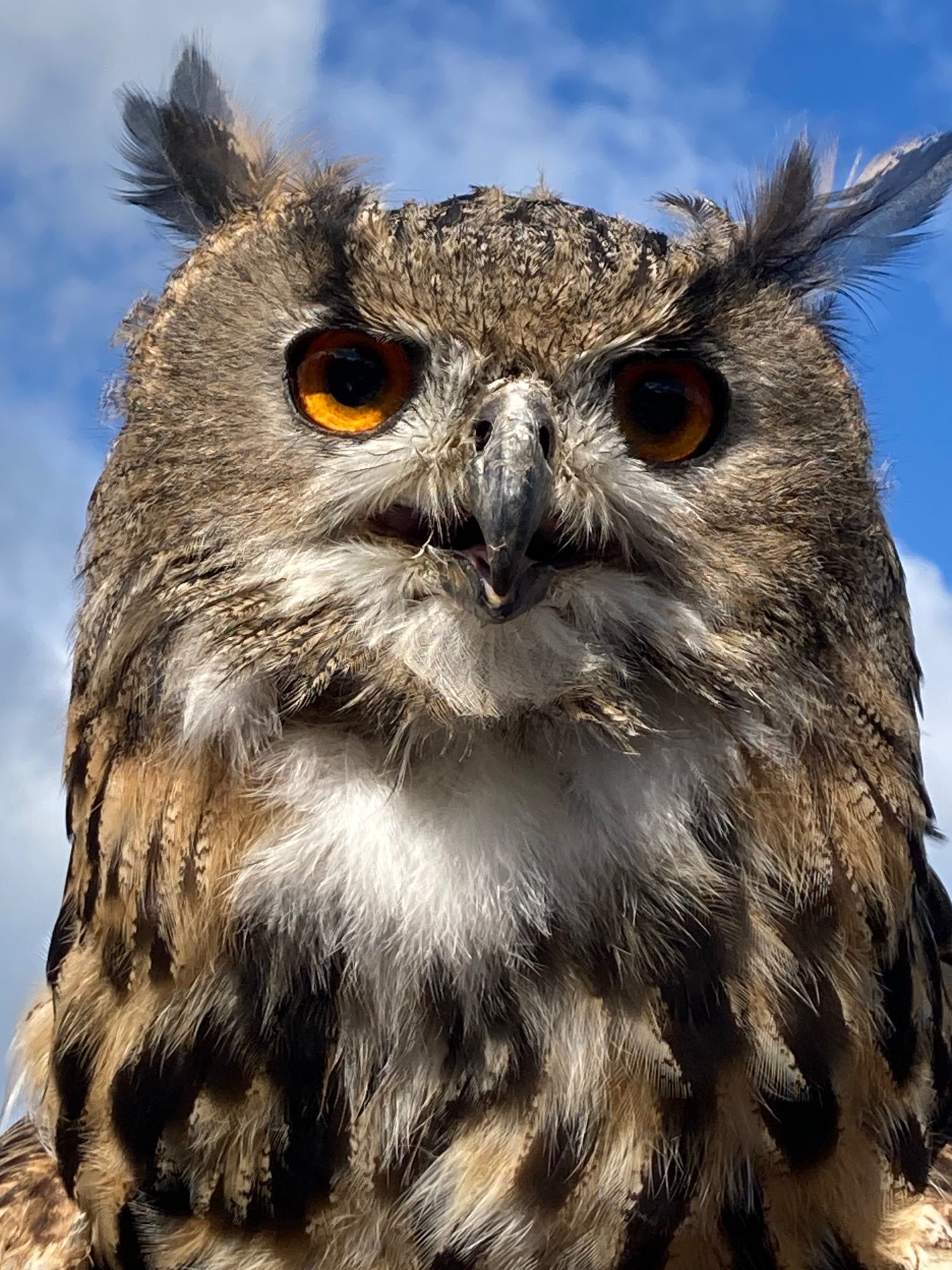 Eurasian Eagle Owl, Eagles Flying, County Sligo, Ireland