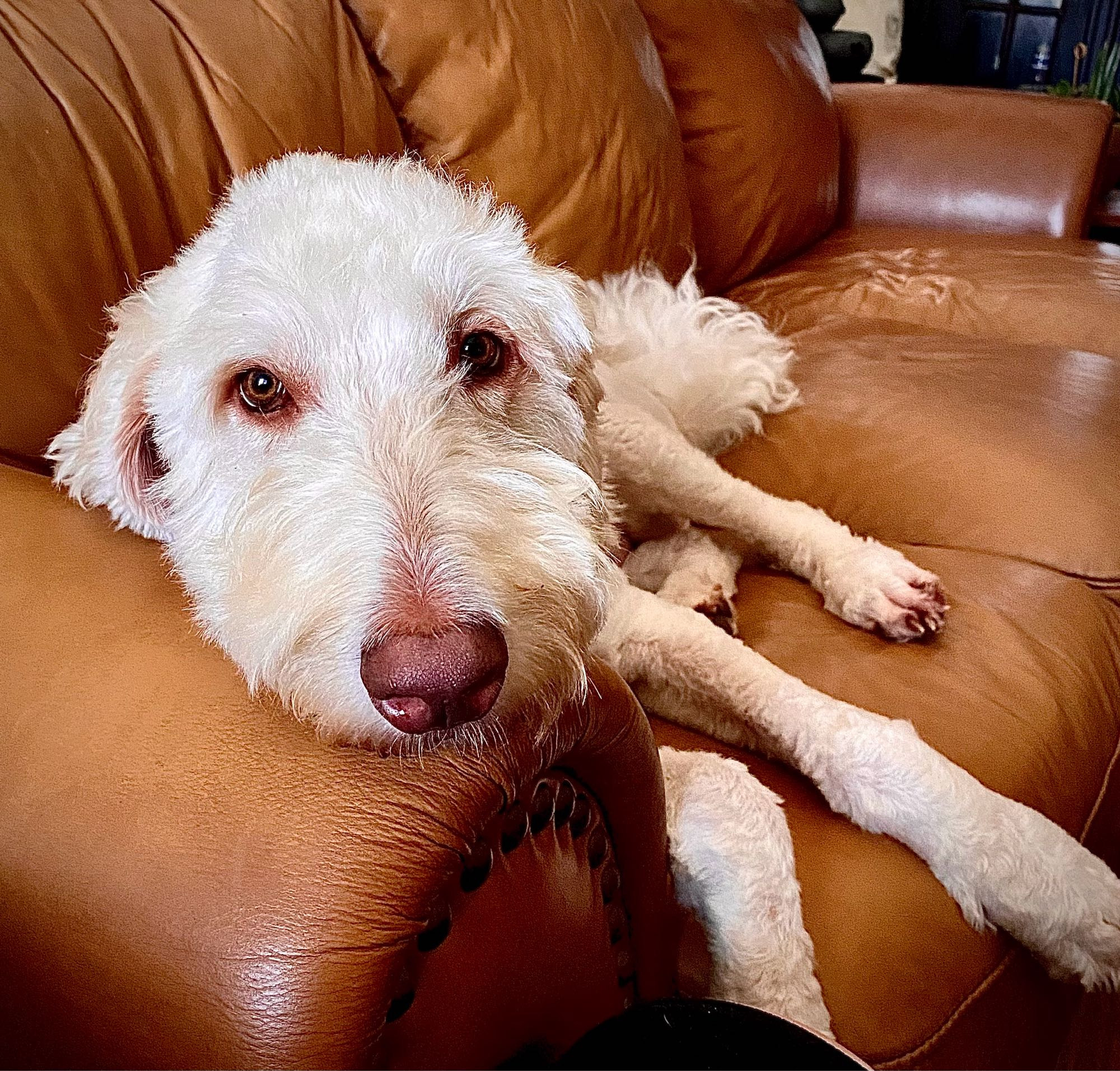 Don’t let his uber-chill pose fool you. He’s actively watching for any minuscule sign that he can spring-jump into your lap.