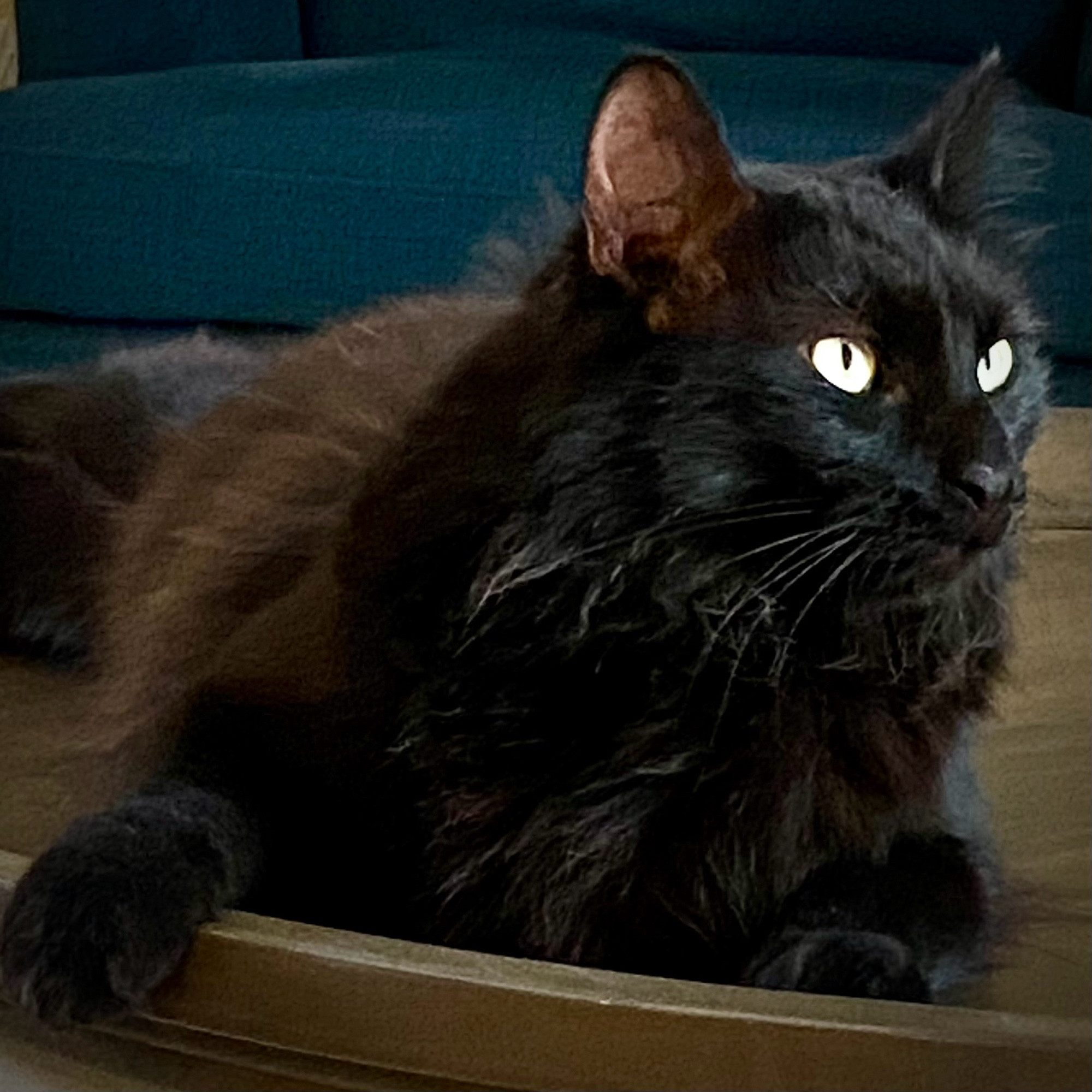 Vader, a black cat, lying on a table, plotting his takeover.