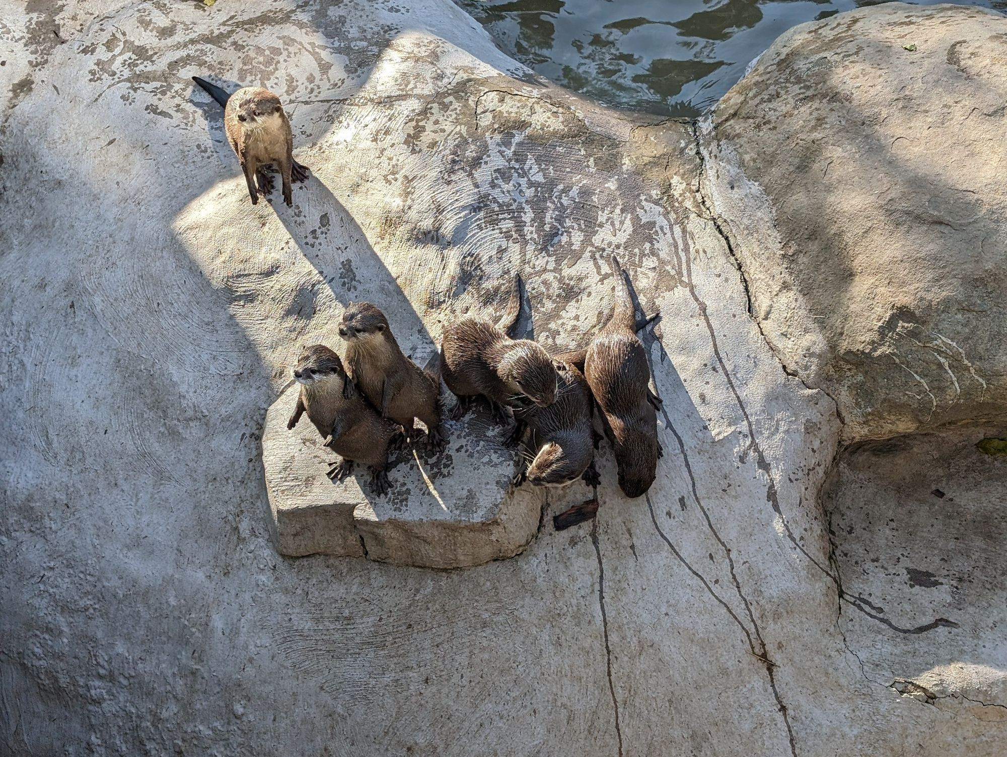 A whole family of Asian small clawed otters. Very cute