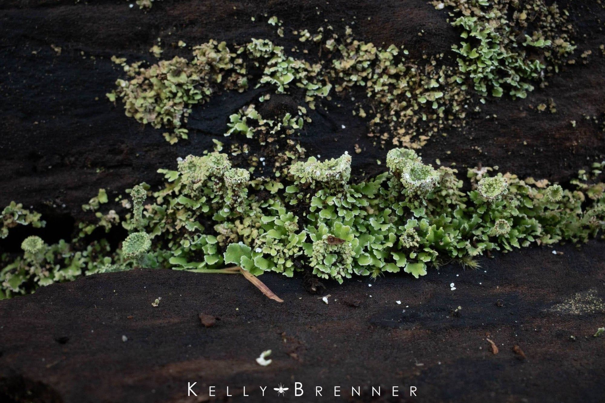 Greenish Cladonia lichens on a dead log