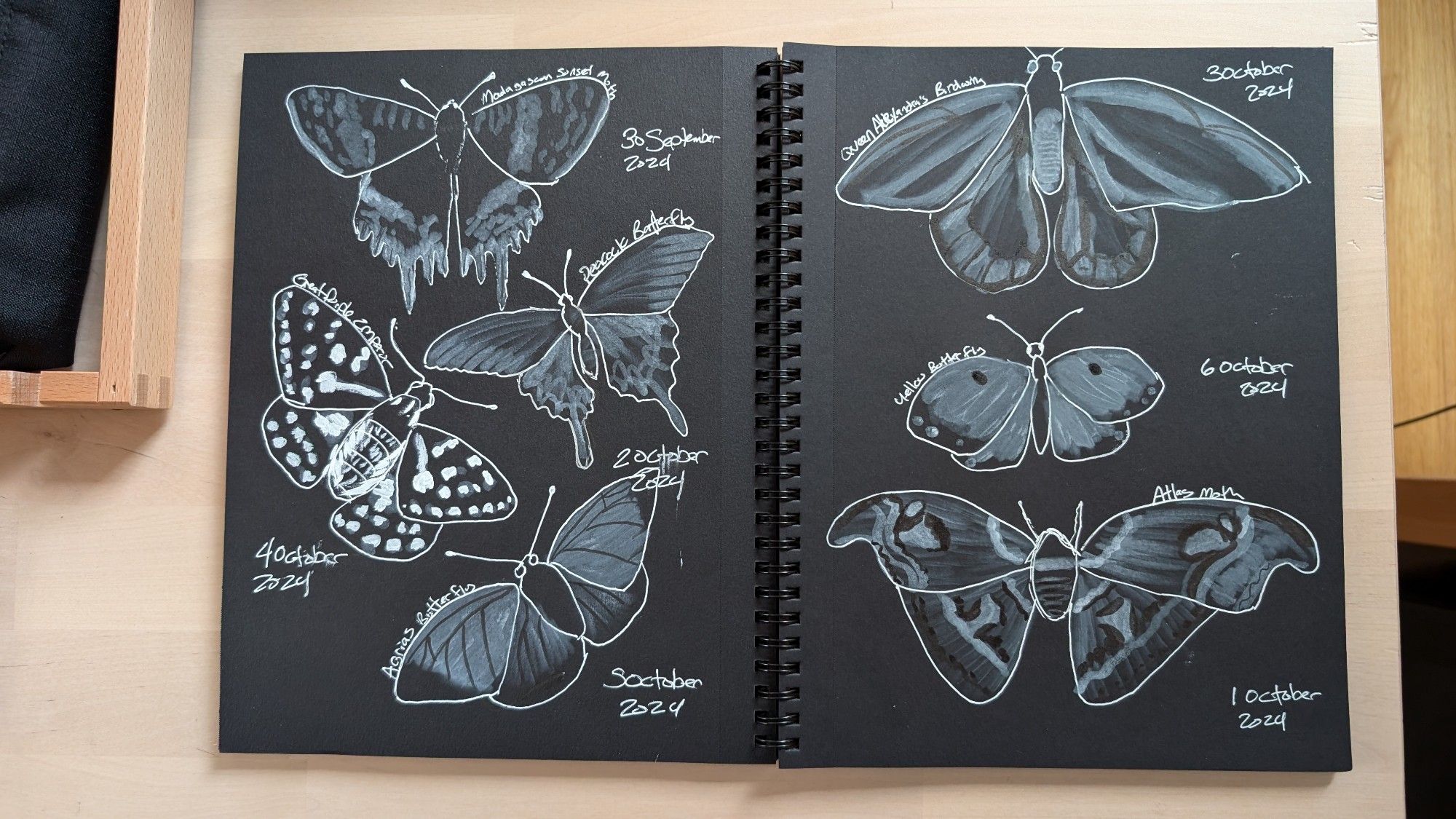 An open sketchbook with illustrations of 7 different butterflies and moths in white ink on black paper 