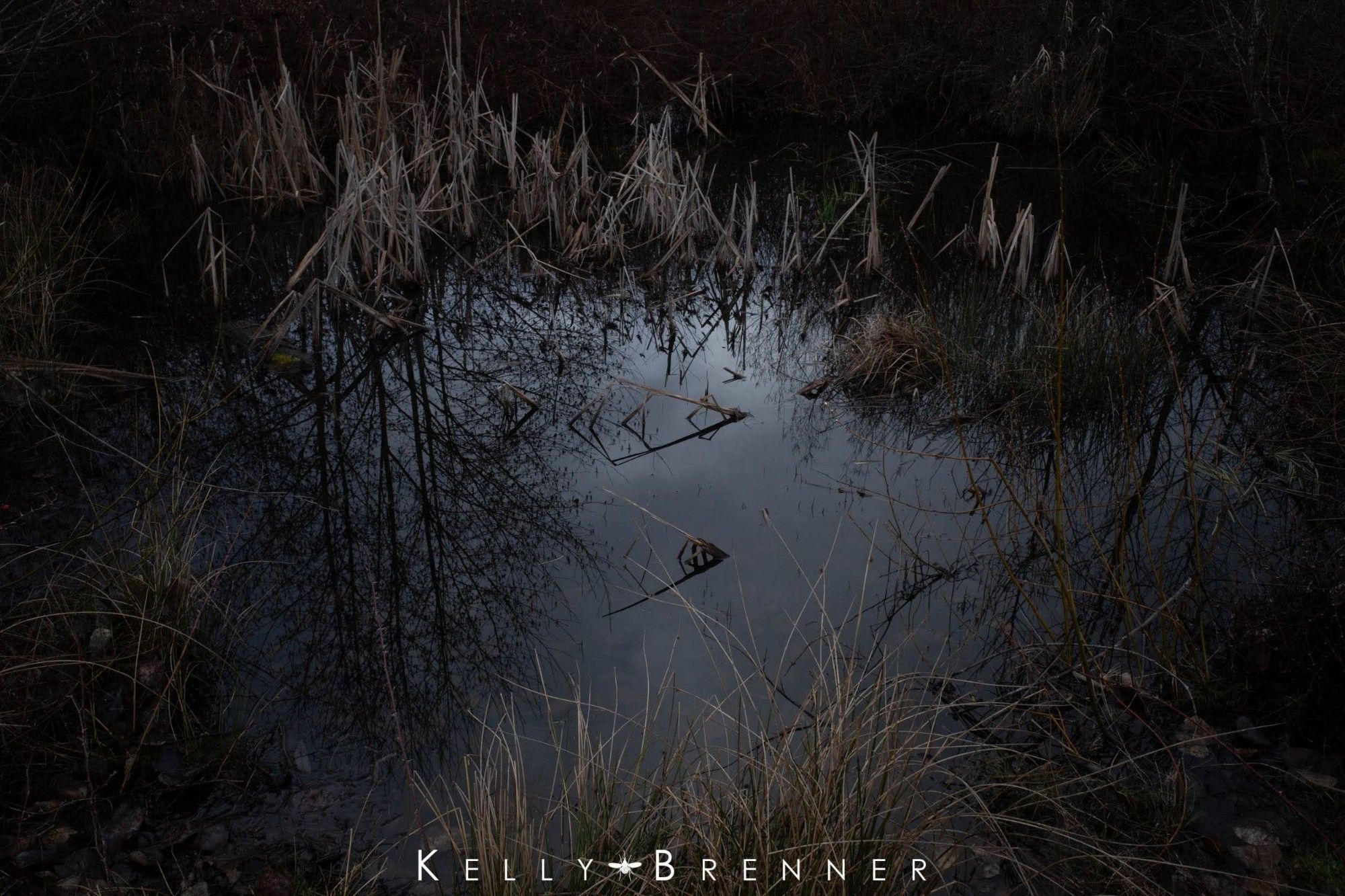 A small wetland pond with reflection of trees