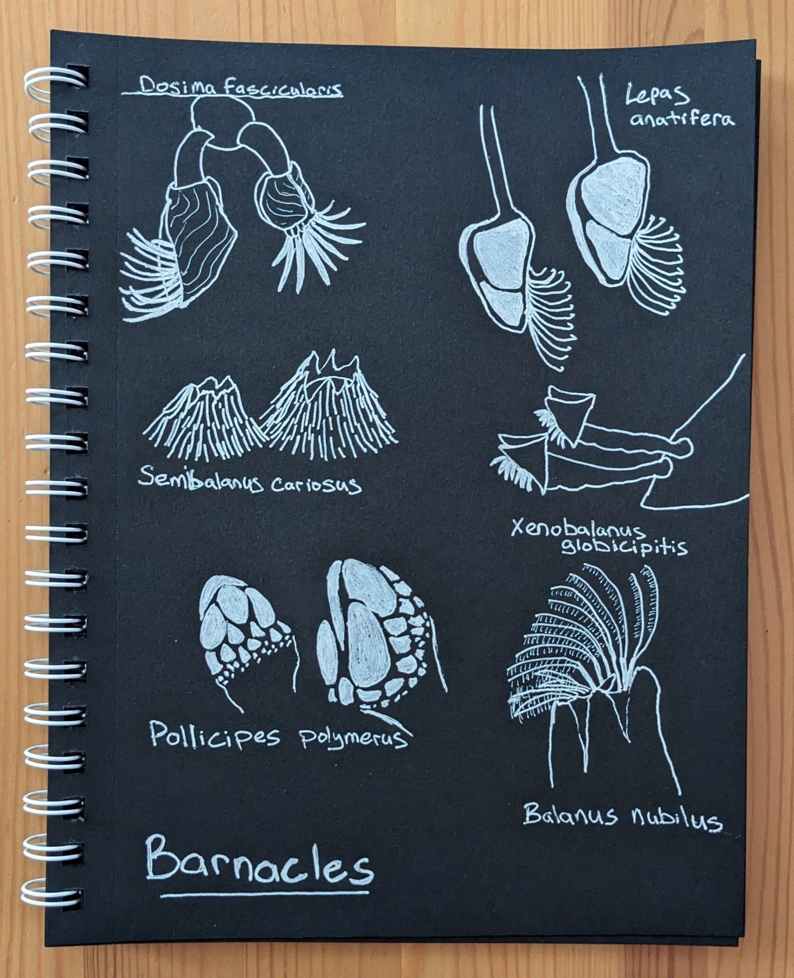 An ink illustration of six different types of barnacles in white on black paper