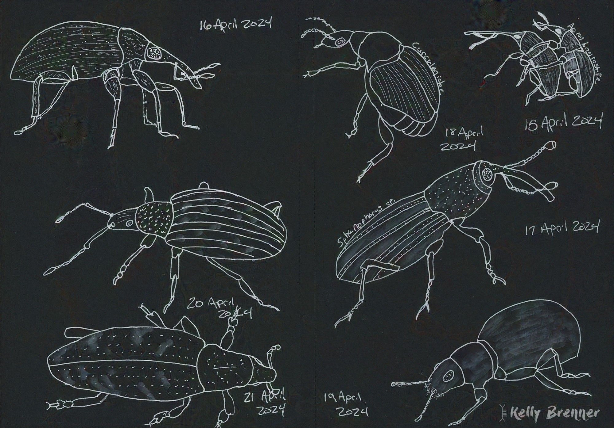 an open sketchbook with pen illustrations of 7 different types of weevils in white ink on black paper, one of my daily 5 minute sketches pages