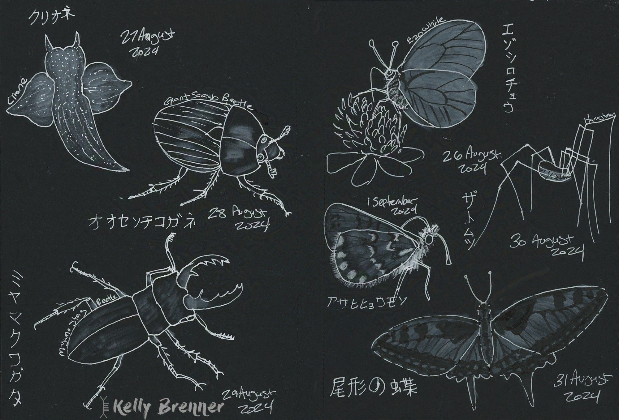 7 illustrations of various invertebrates in white ink on black paper