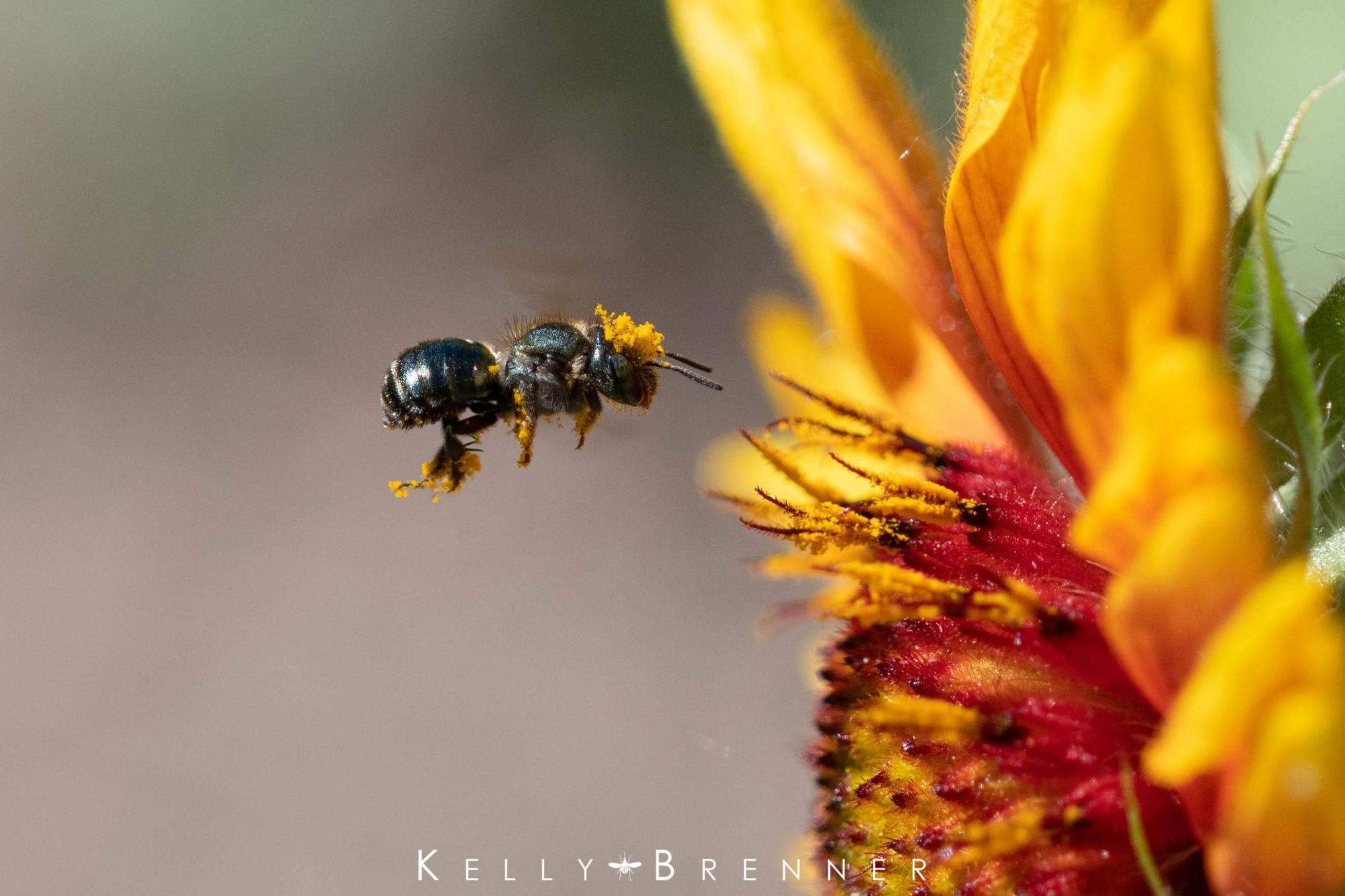 A black shiny bee with yellow pollen hat hovering in front of a bright yellow and red flower