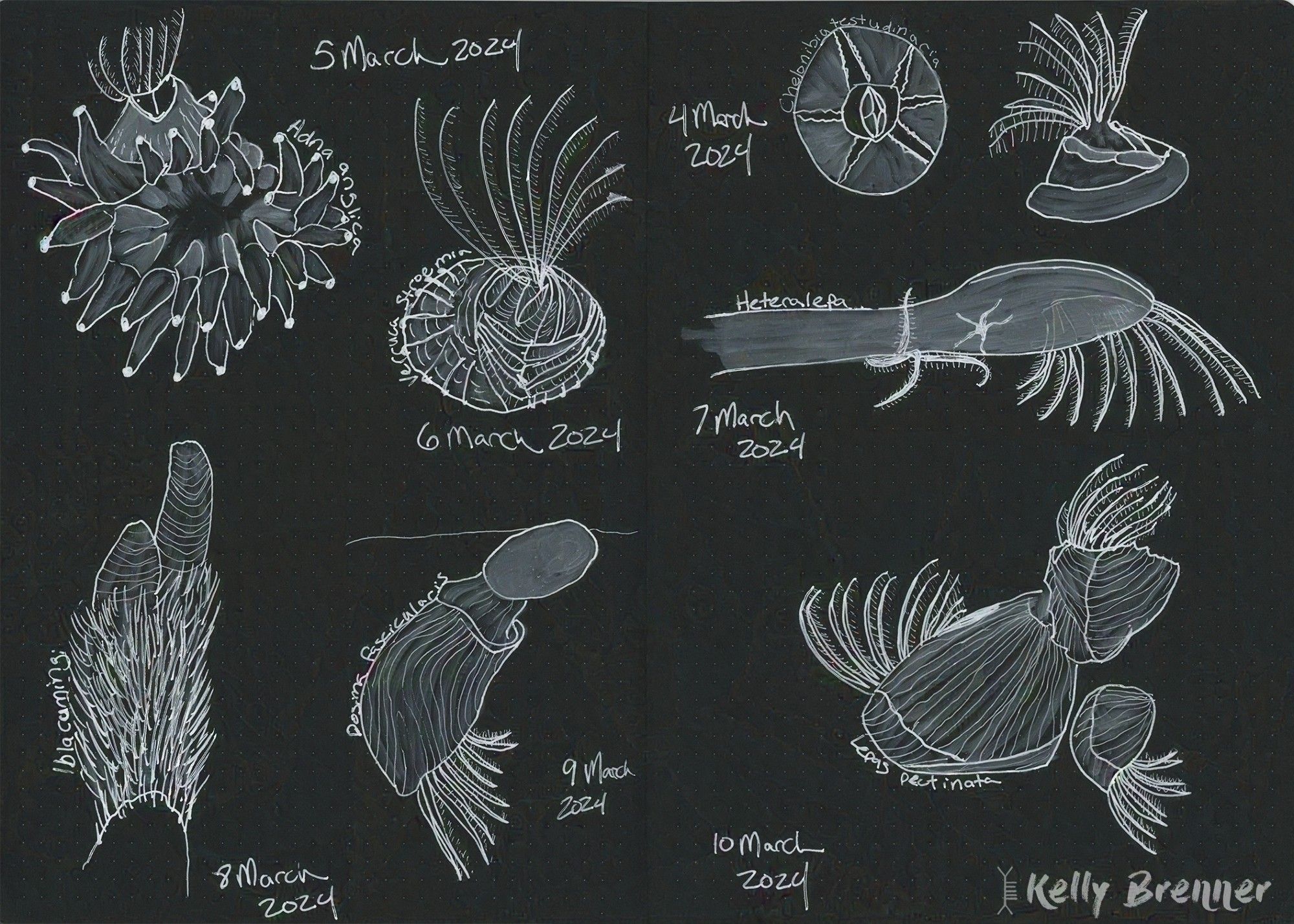 7 illustrations of various barnacle species in white ink on black paper