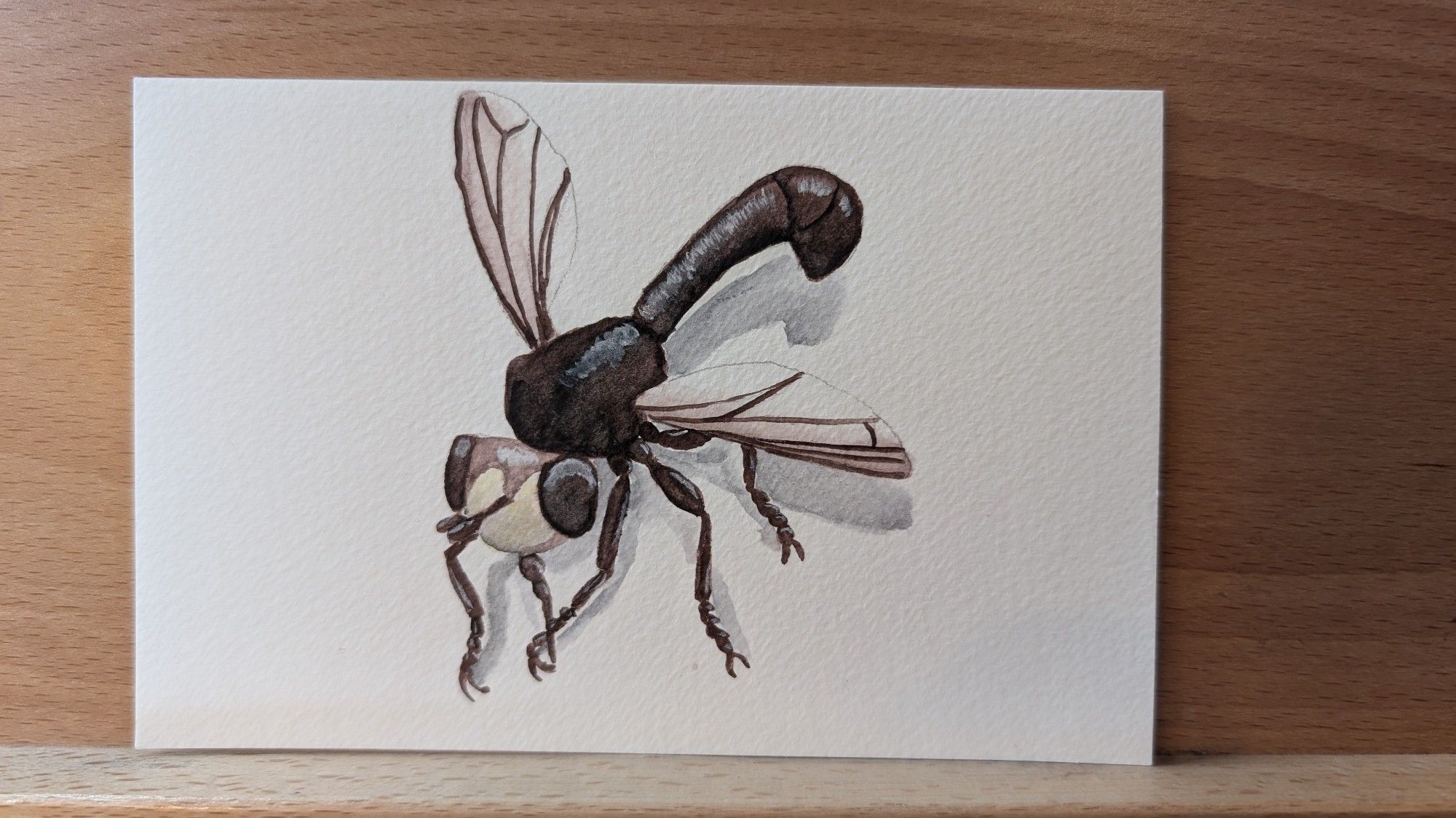 A watercolor illustration of a dark red fly