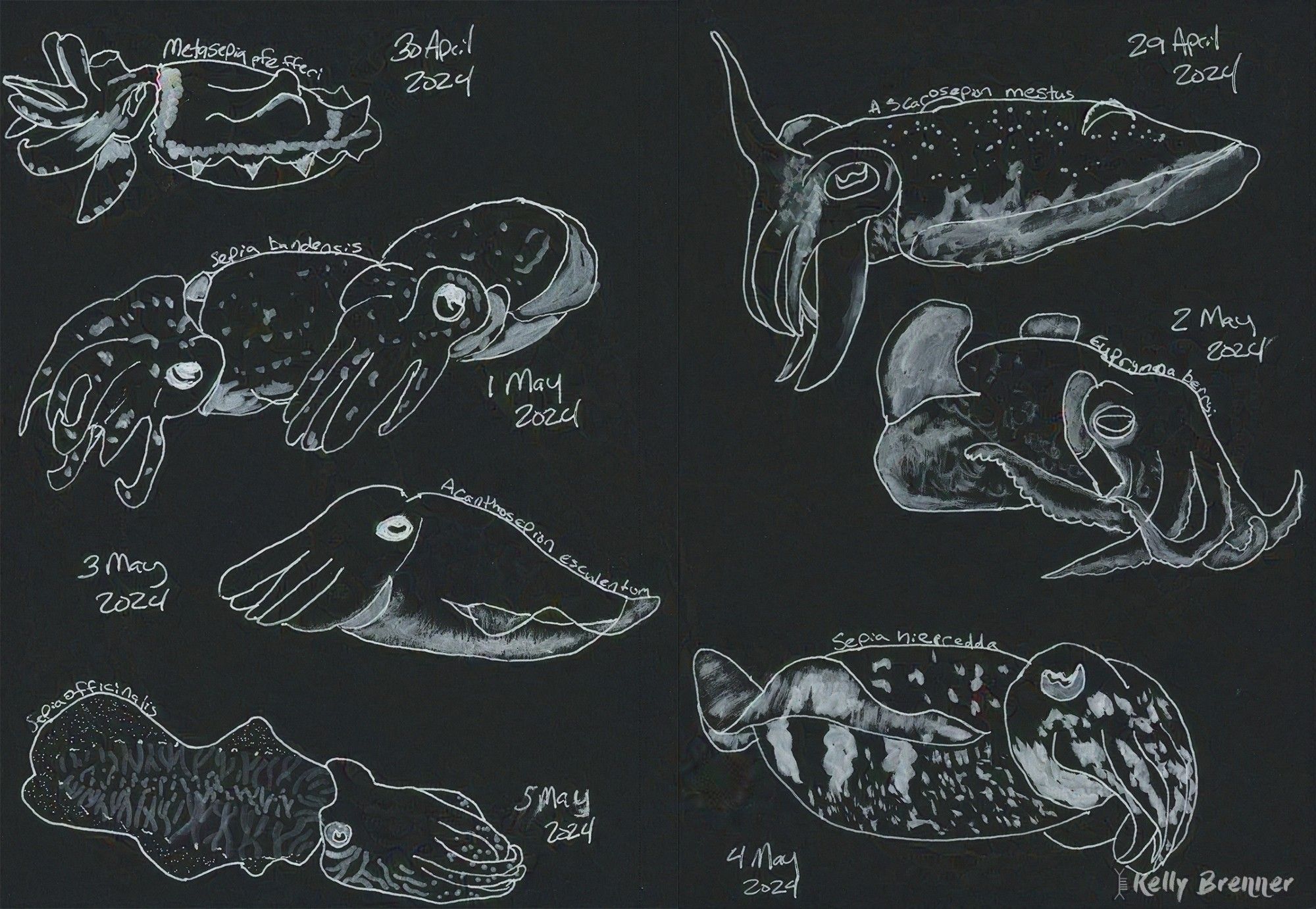 a page of cuttlefish illustrations in white ink on black paper