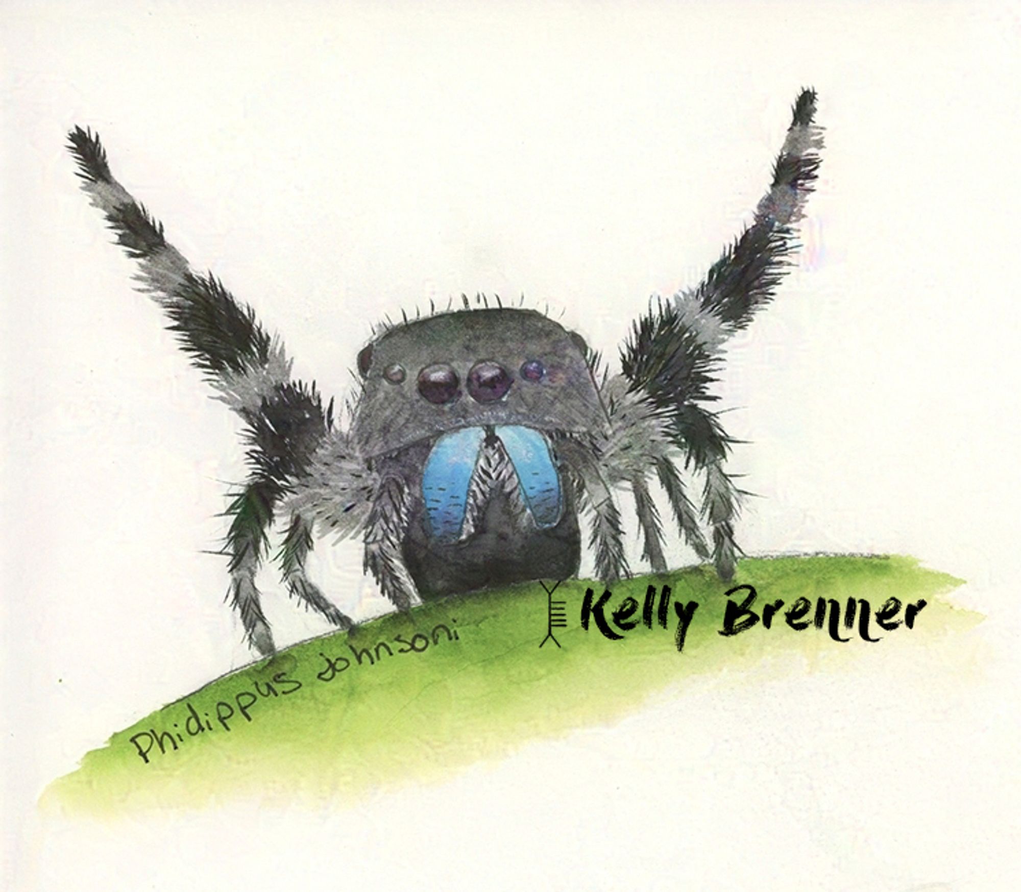 a watercolor illustration of a gray jumping spider with two hairy legs up in the air as though celebrating