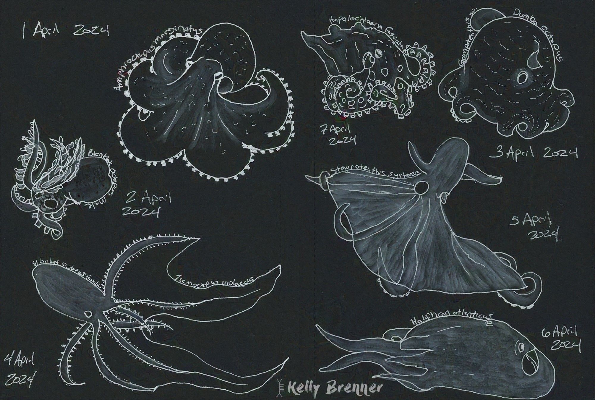 7 illustrations of various octopus in white ink on black paper