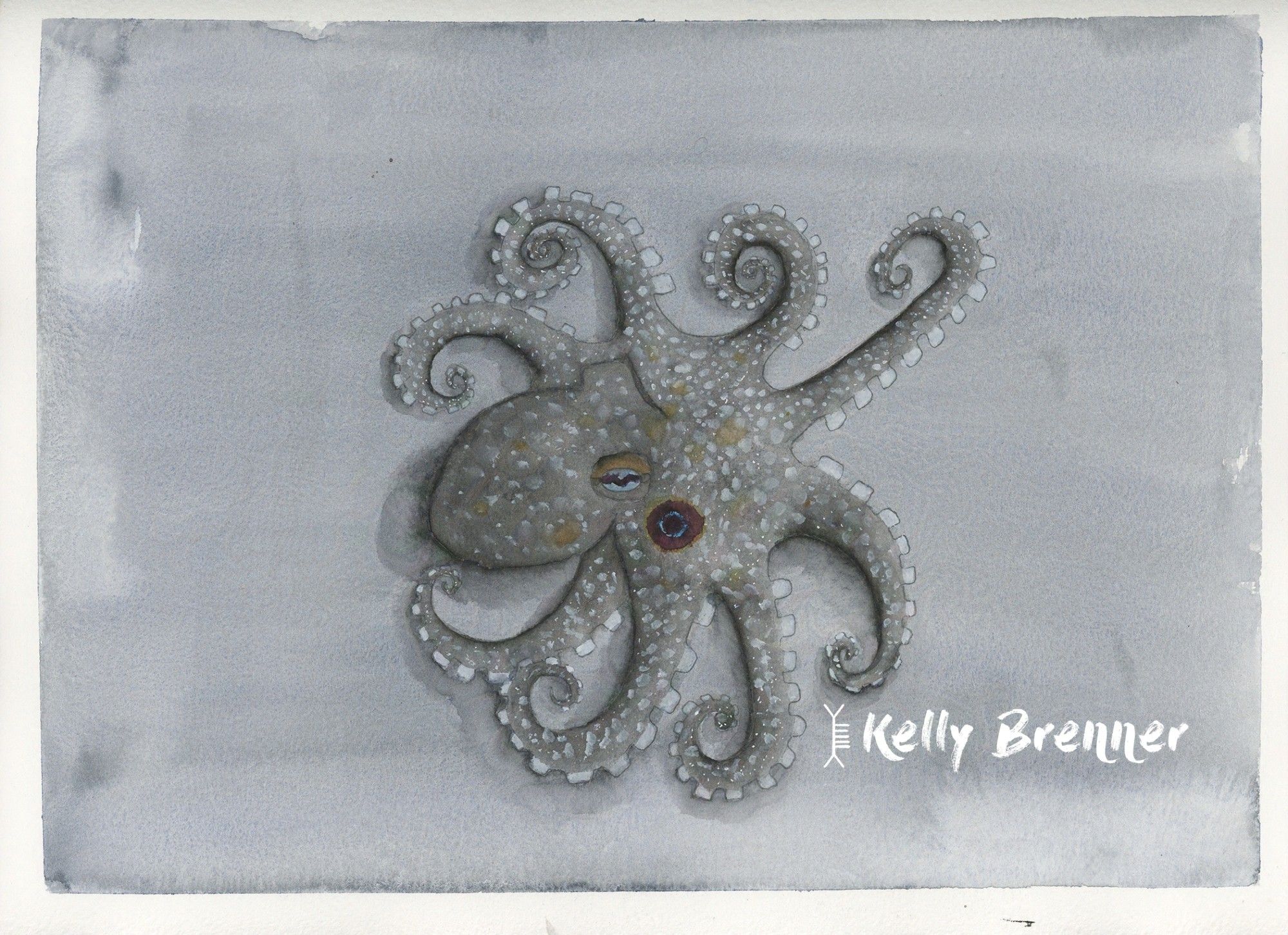 a watercolor illustration of an octopus viewed from the top