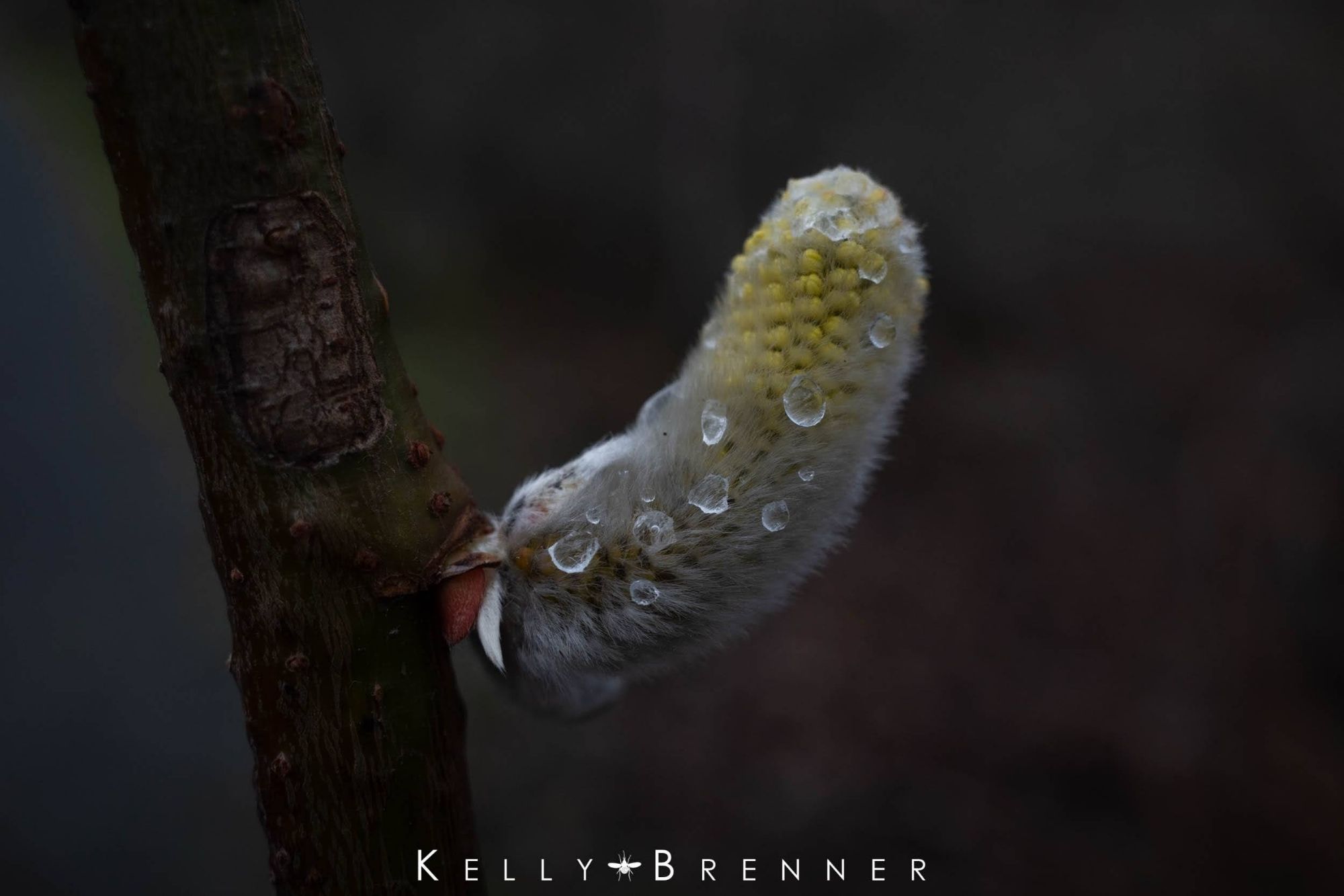 A willow bud covered in raindrops