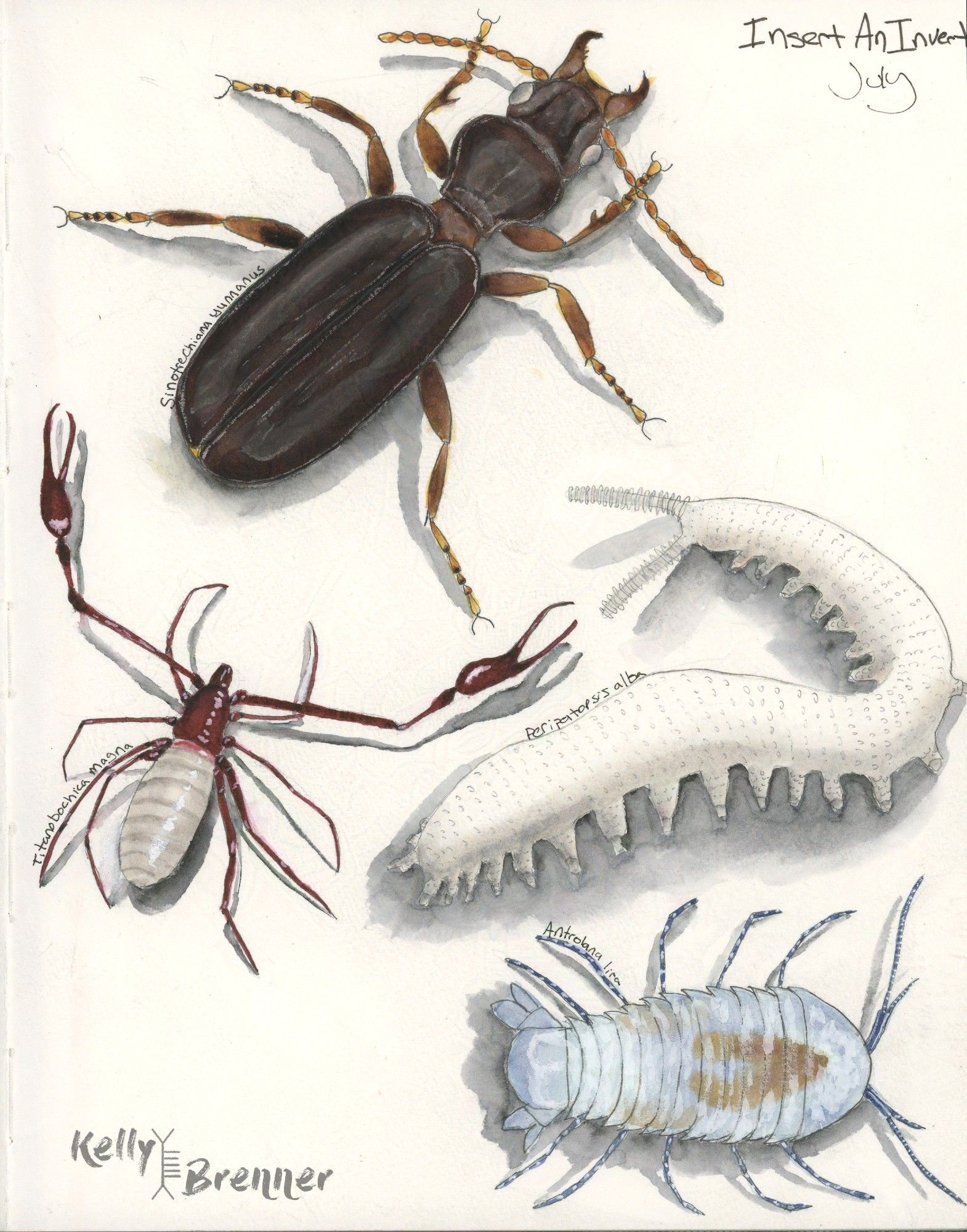 a page of watercolor illustrations of four different bugs including a large beetle, a pseudoscorpion, velvet worm and isopod