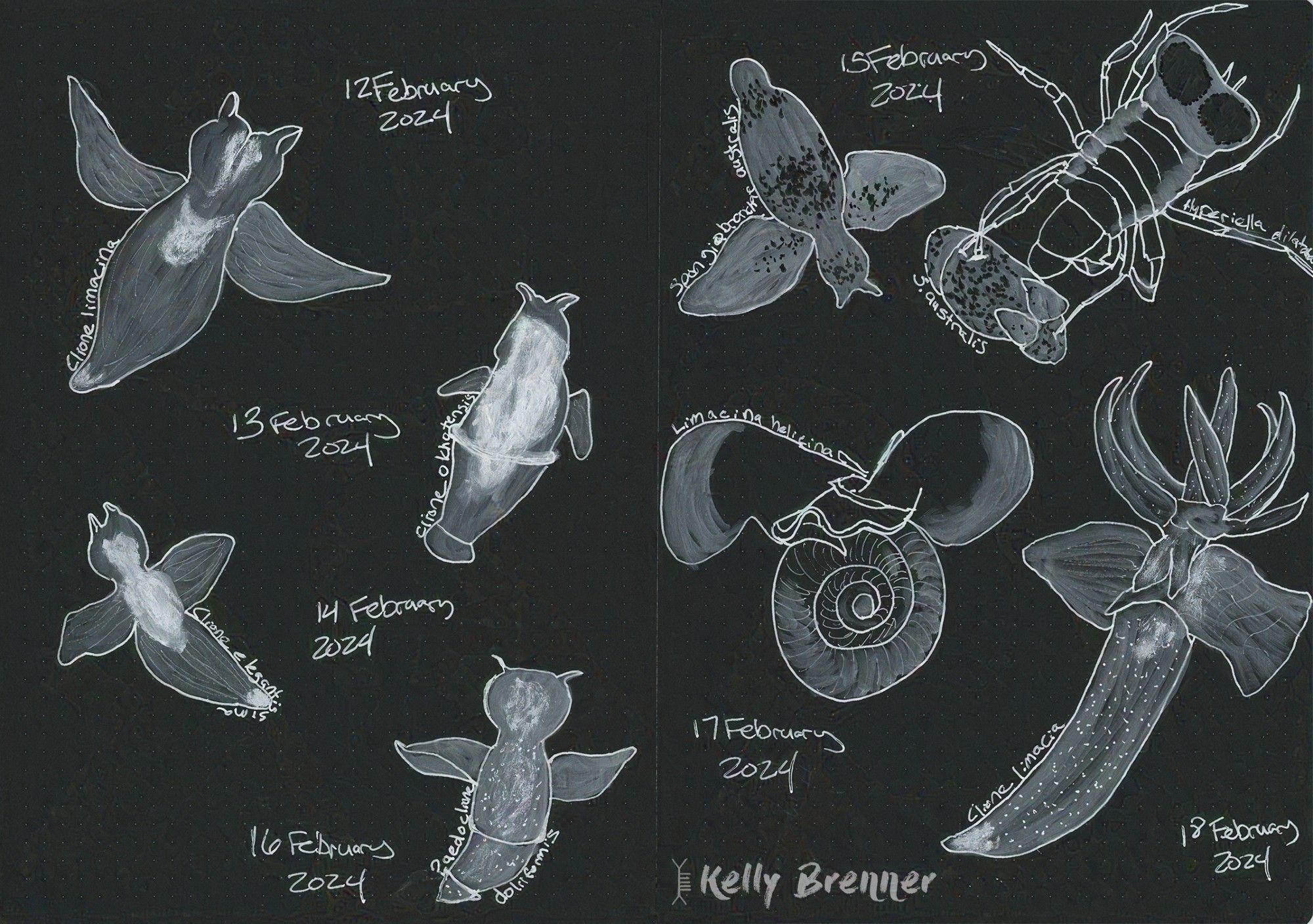 7 illustrations of various clione sea angles and one sea butterfly in white ink on black paper