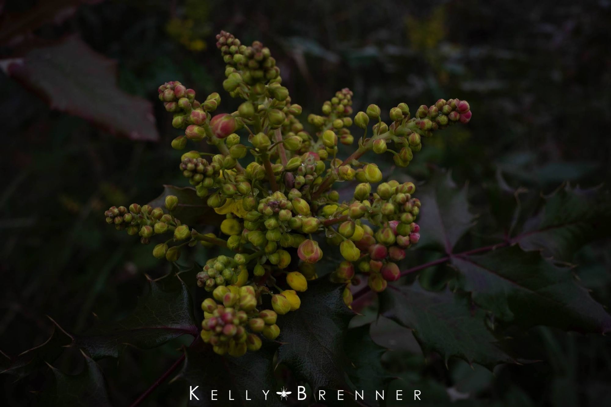 Yellow flower buds of Oregon grape