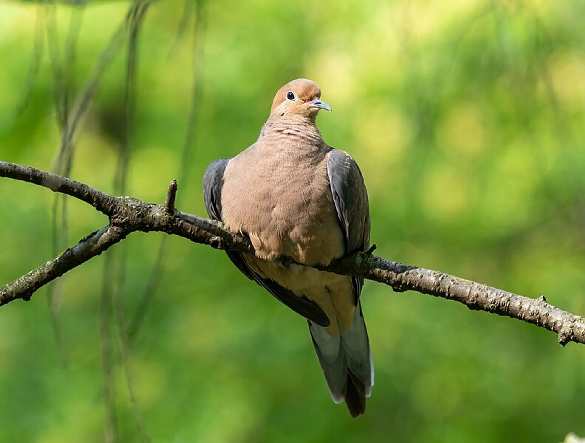 mouring dove