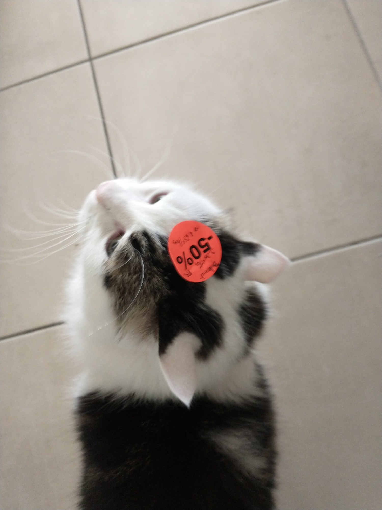 White and tabby cat with a sticker on the head saying "50% off" 