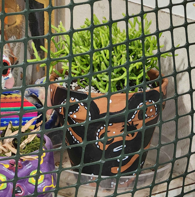 Behind a plastic mesh is a terracotta pot with a black octopus painted on it. In hte pot is a light green coral looking succulent plant. A purple skull pot photo bombs to the left. 