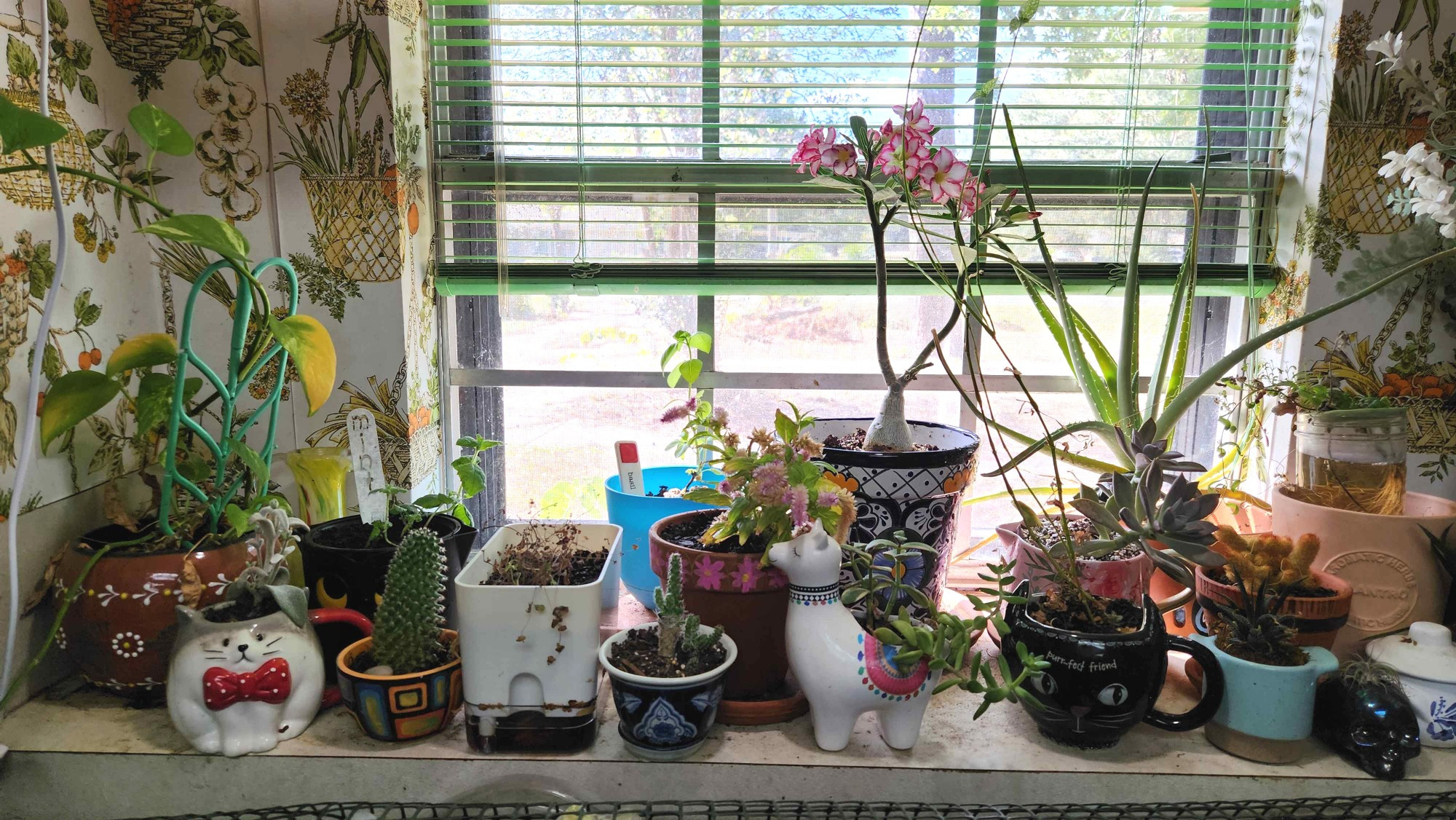 A little window above a kitchen sink. The wallpaper is a hilarious 70s pattern, in the center of the window sill is a multicolor pot with a pink desert rose. it is surrounded by various mugs and pots of succulents and herbs. A spidery aloe plant is on the right of the image reaching for us all. A yellowing pothos in need of plant food is on the left. 