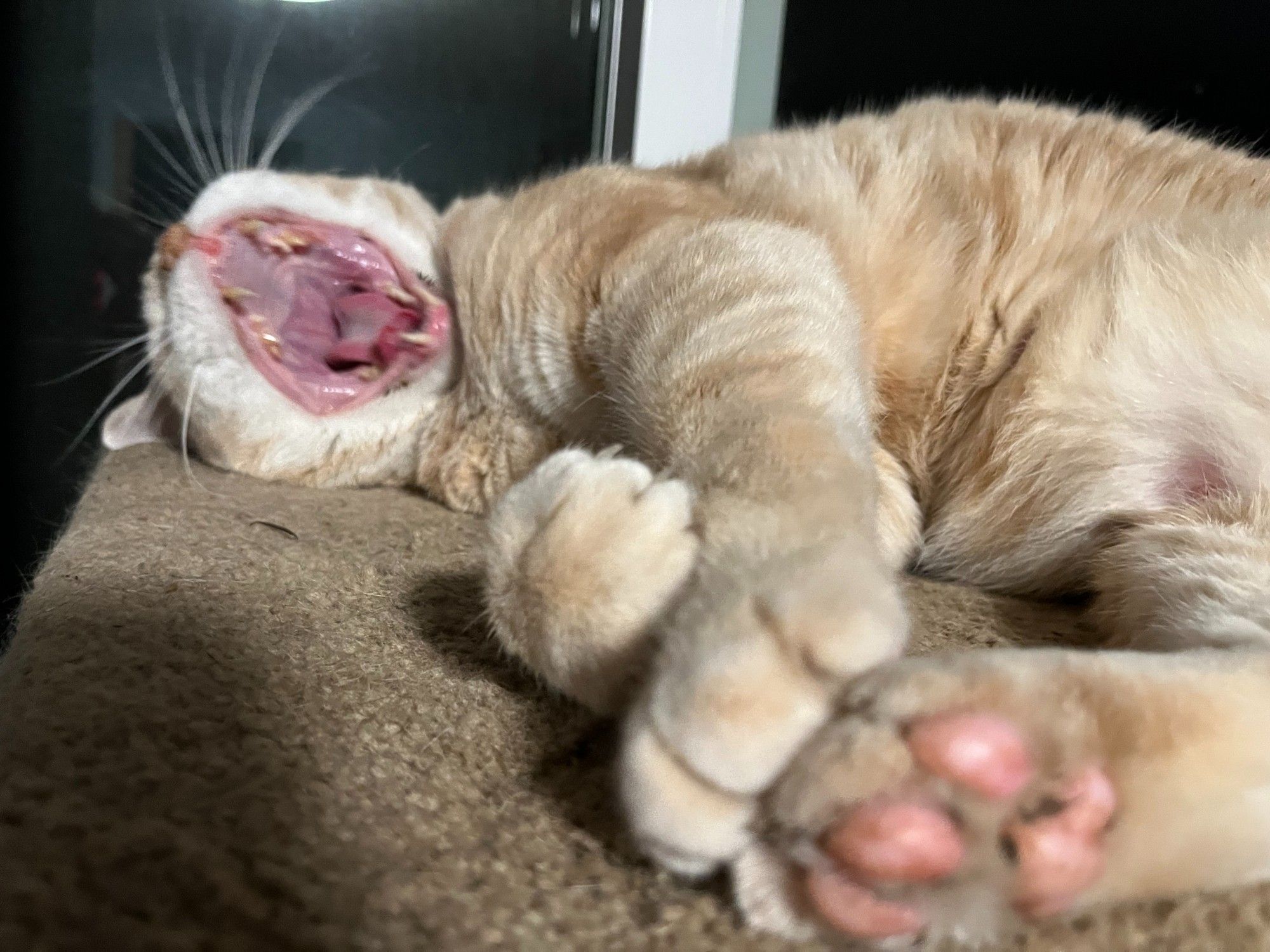 Napping big orange tabby, paws in the foreground, with a mouth-gaping yawn.