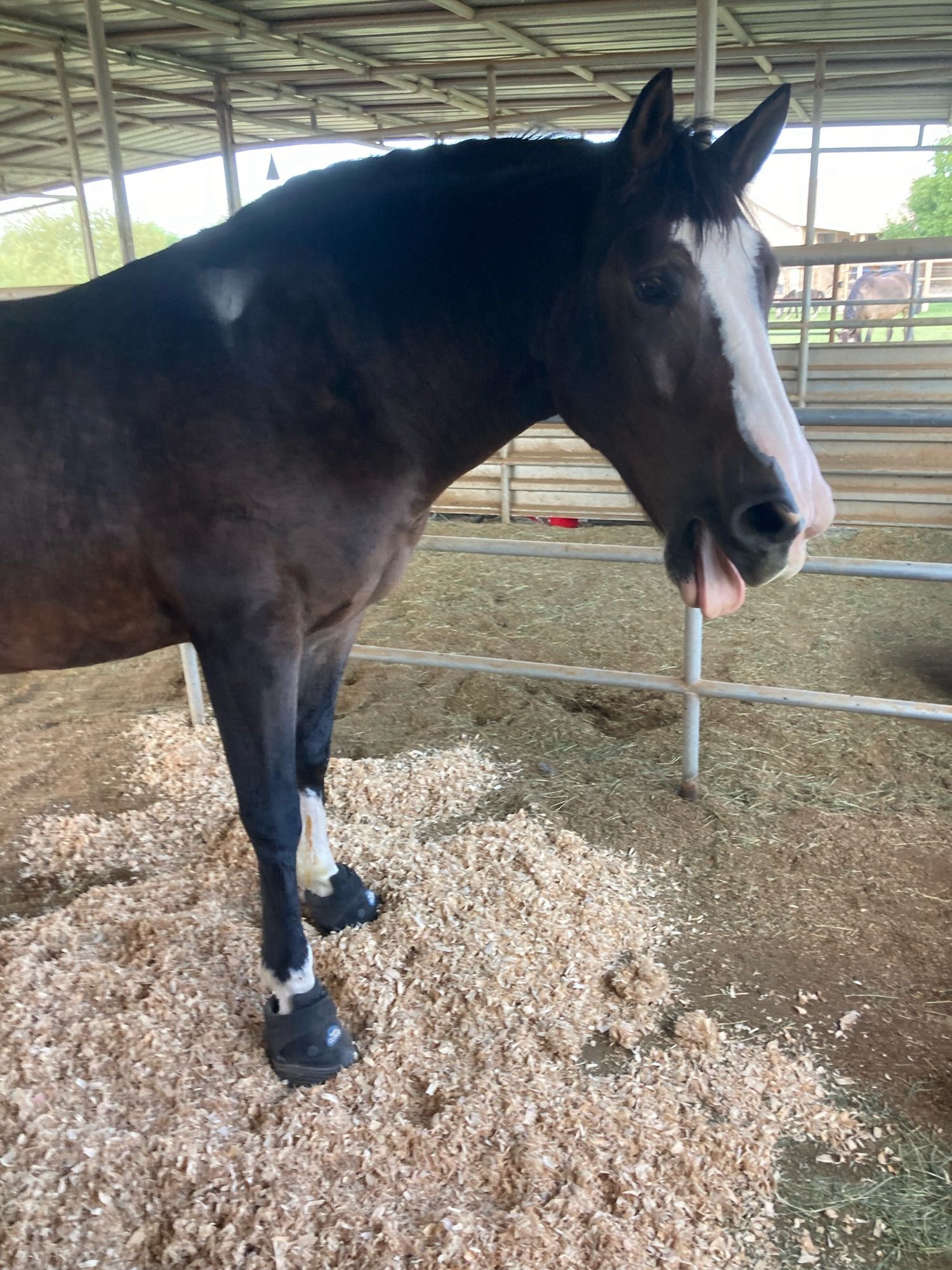 A bay horse is captured mid-yawn. He is wearing black hoof boots on his front feet and standing in a freshly bedded stall.