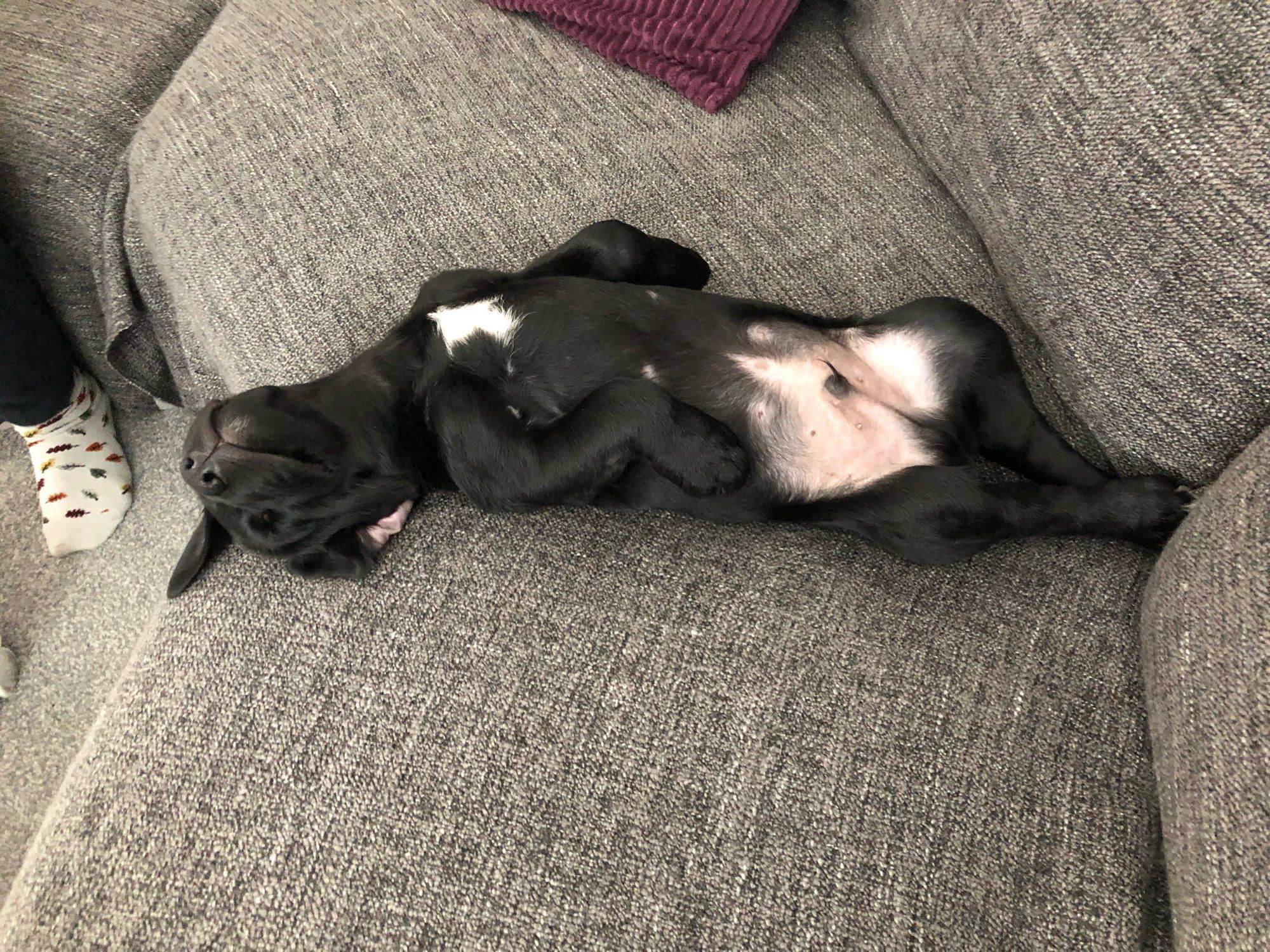 A Labrador puppy lying on his back asleep