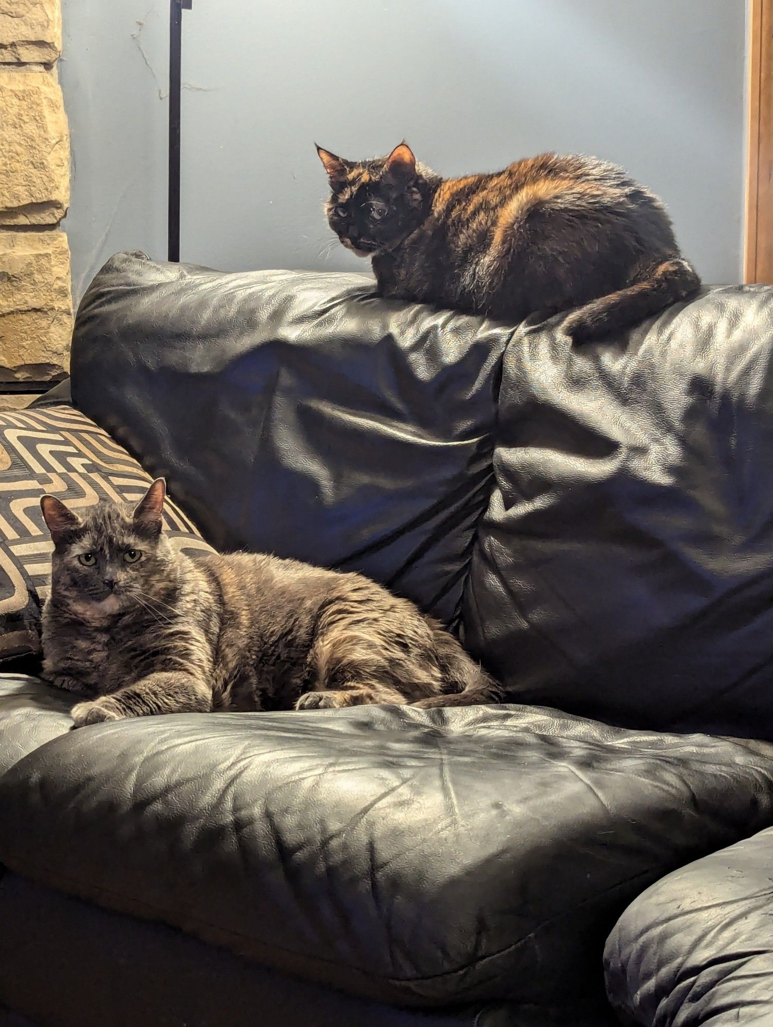 A photo of two female cats sitting on a black leather couch. A smaller standard tortoiseshell cat sits on top of the couch and a larger diluted tortoiseshell cat sits on the couch cushion. Both have unamused expressions.