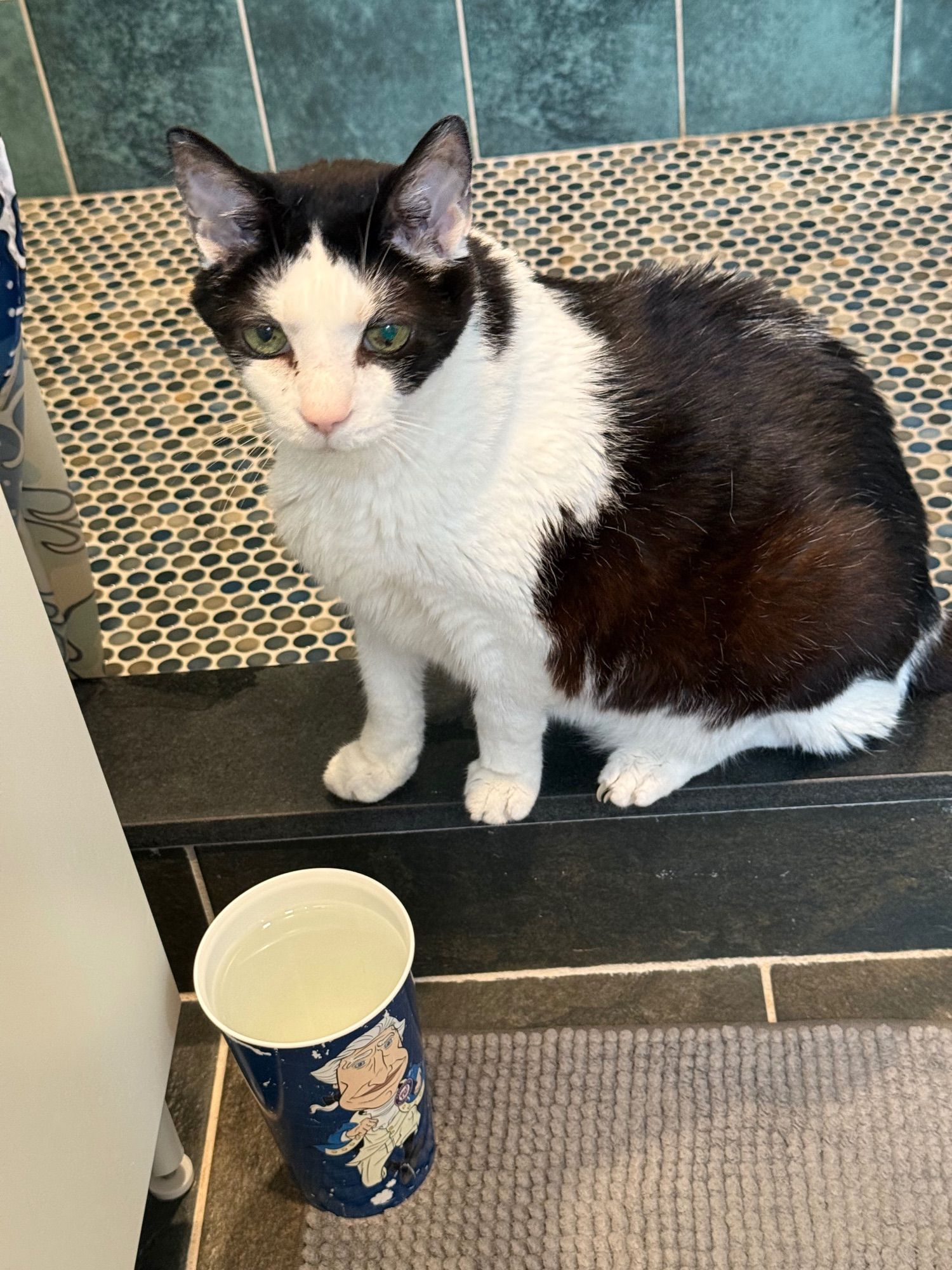 A black and white cat sits on a shower ledge above his water glass.