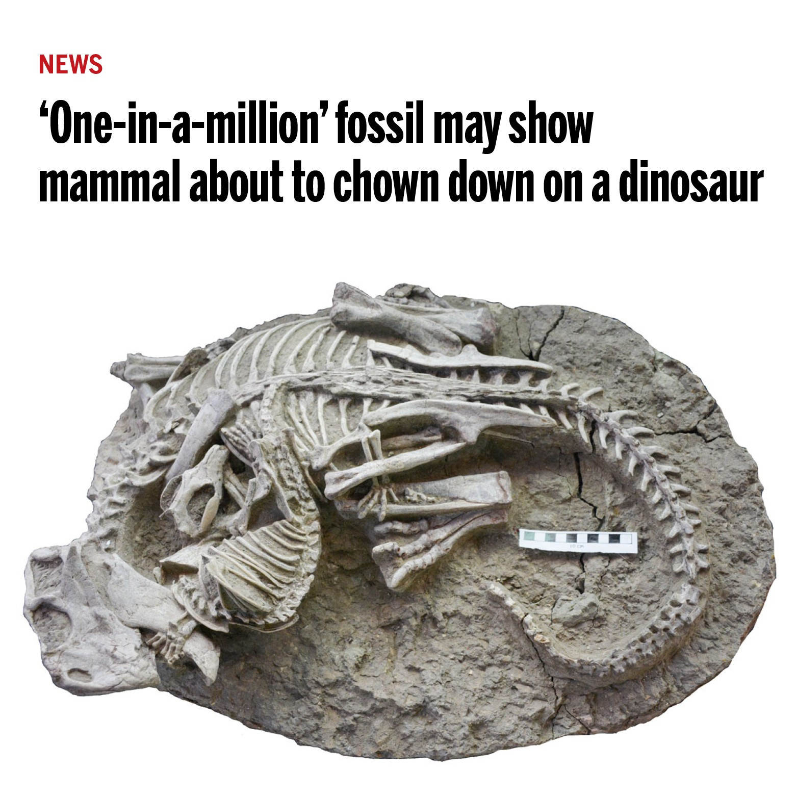 NEWS 'One-in-a-million' fossil may show mammal about to chown down on a dinosaur