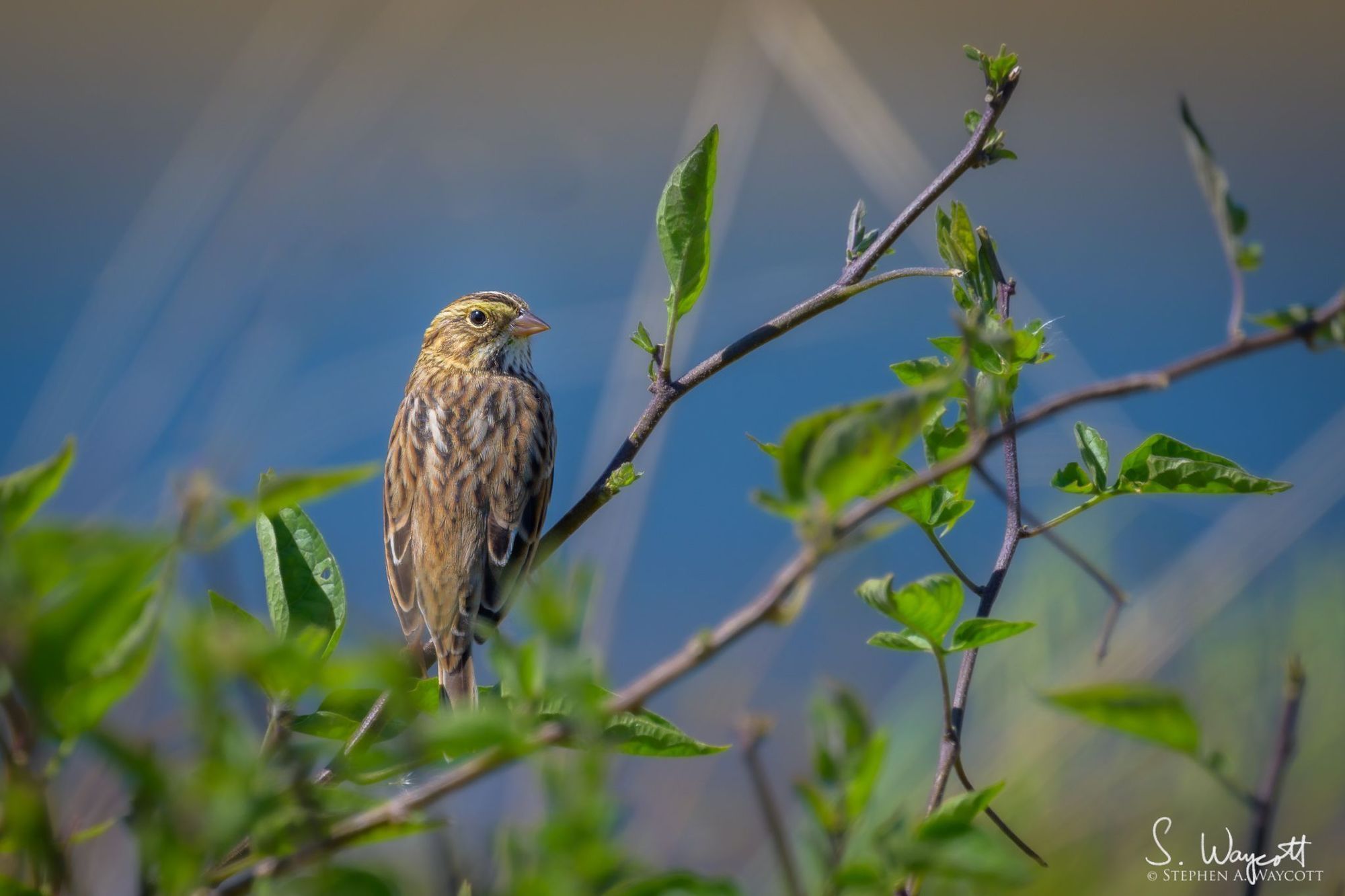 A small brown mottled songbird is perched on a slight branch while looking at the camera.