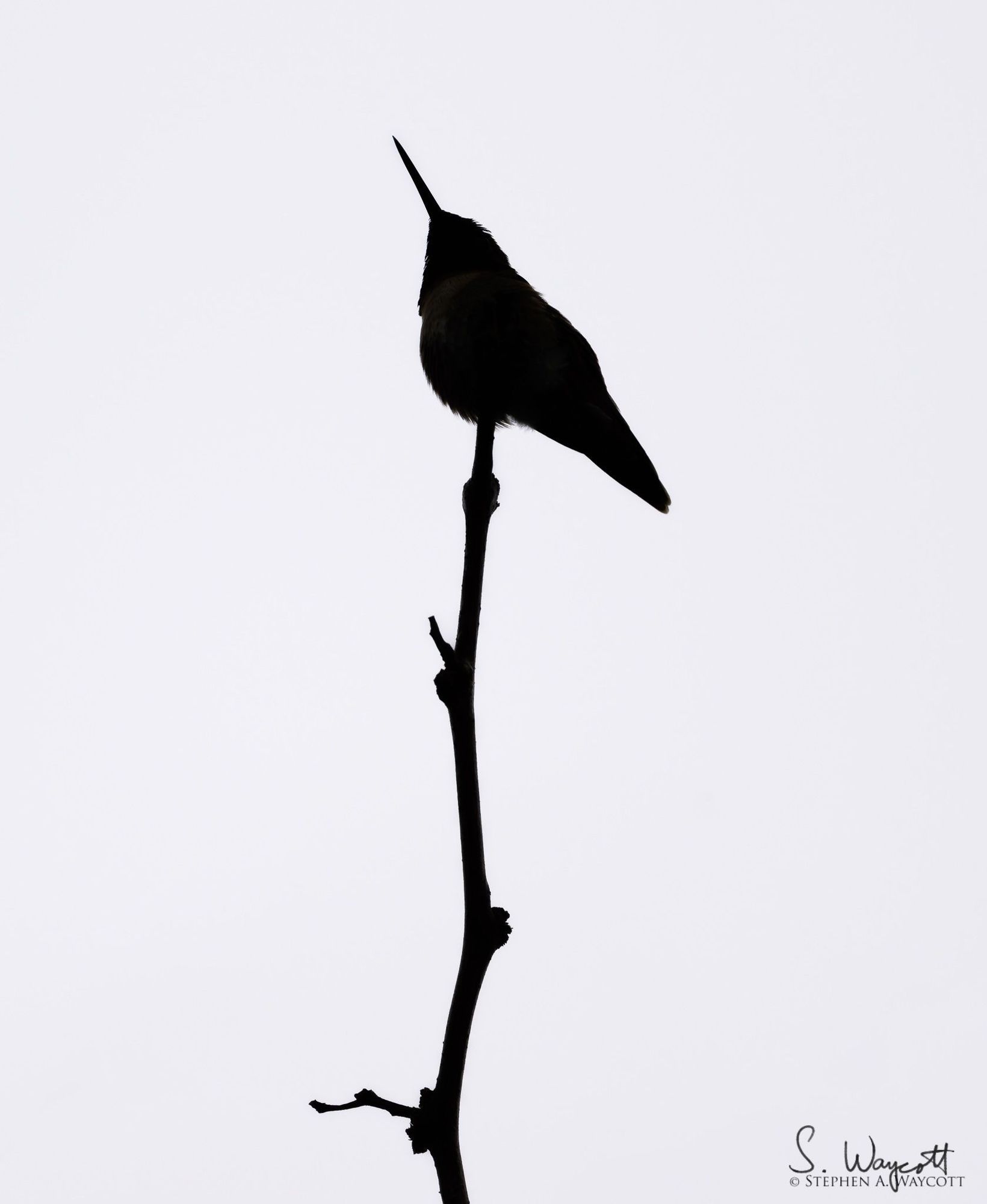 A bold, vibrant black and white silhouette of a hummingbird against a featureless grey sky!