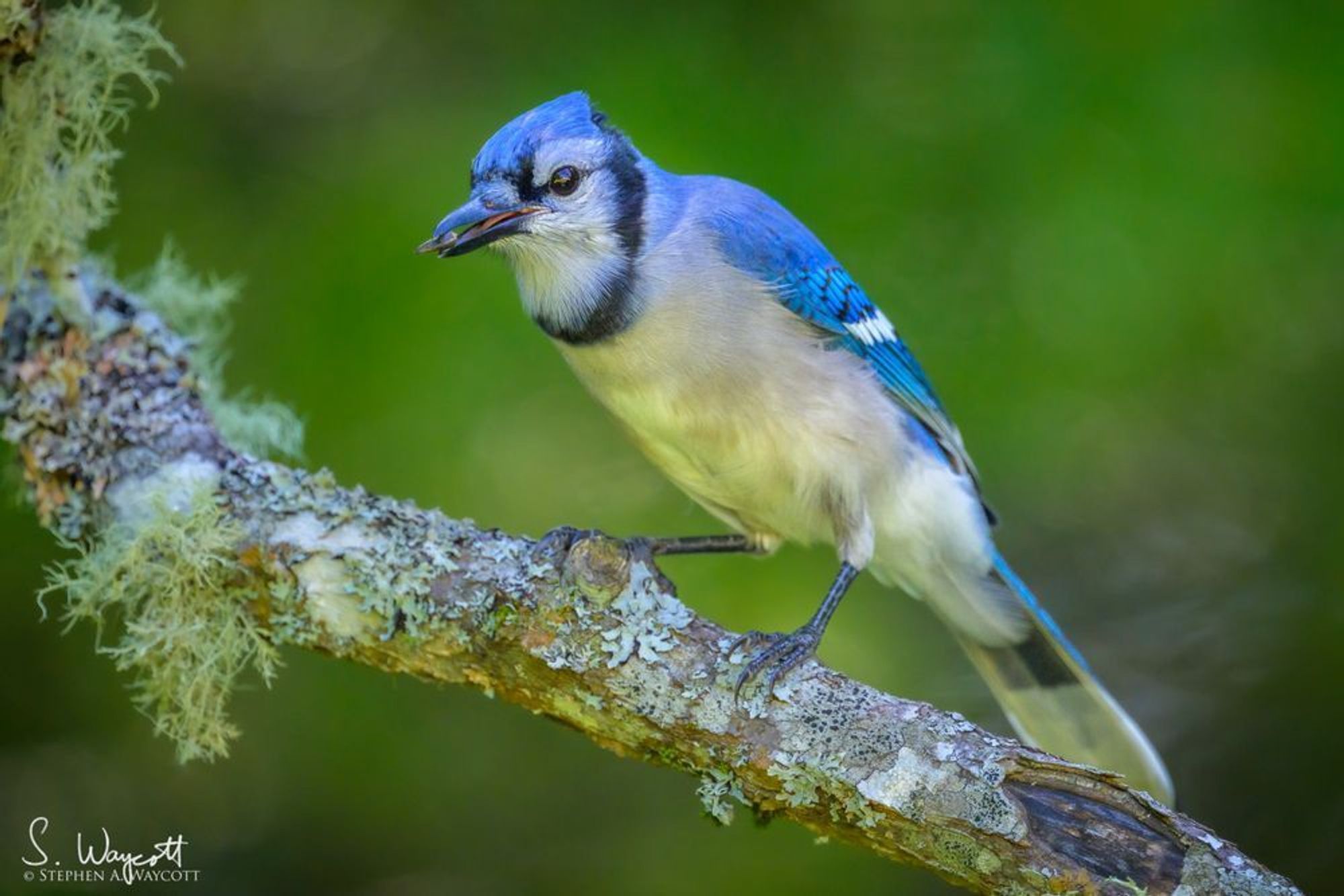 A stunning blue jay with a sunflower seed in its beak is perched on a lichen-covered tree branch.