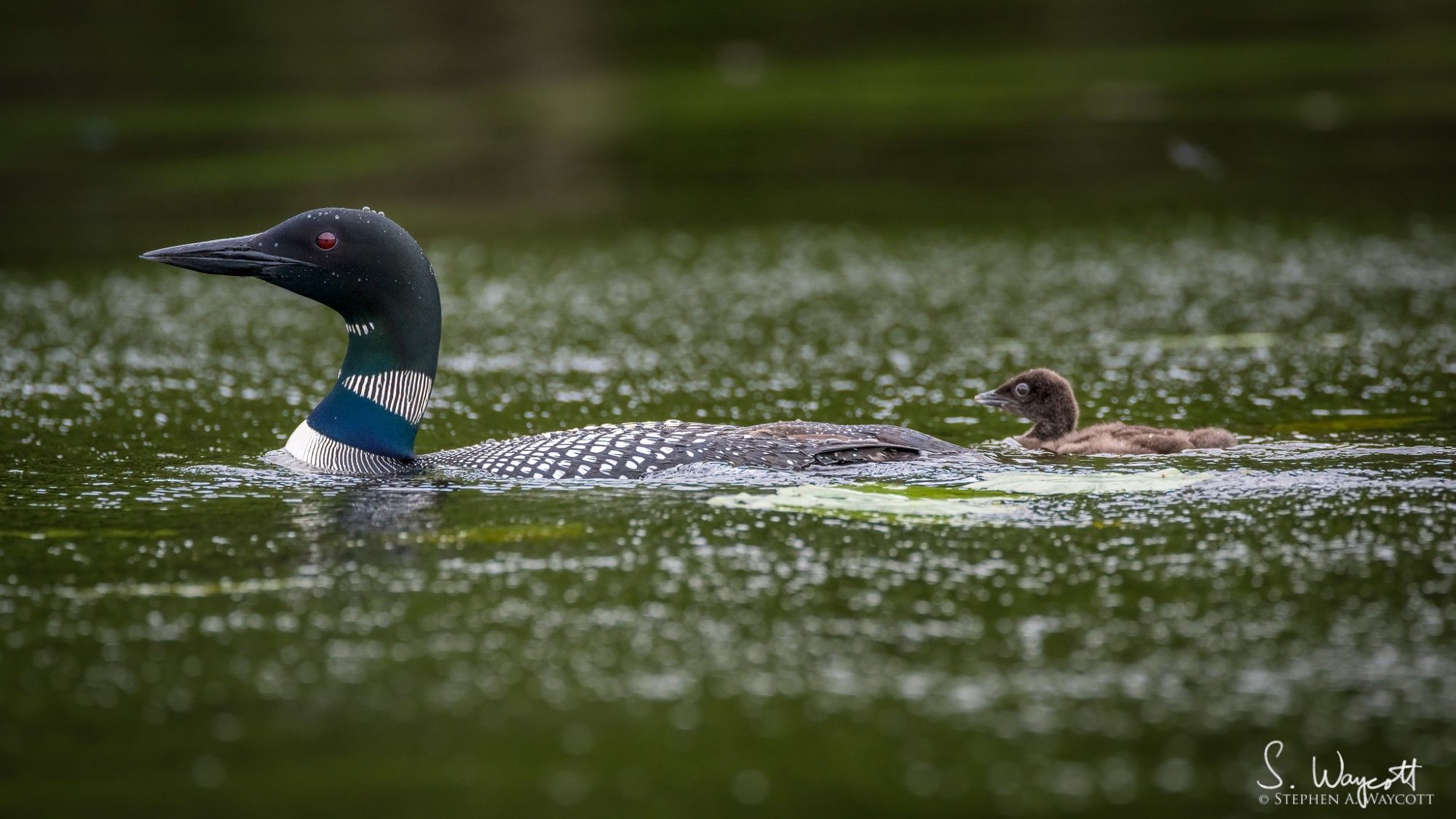 A loon and her small chick swim past.