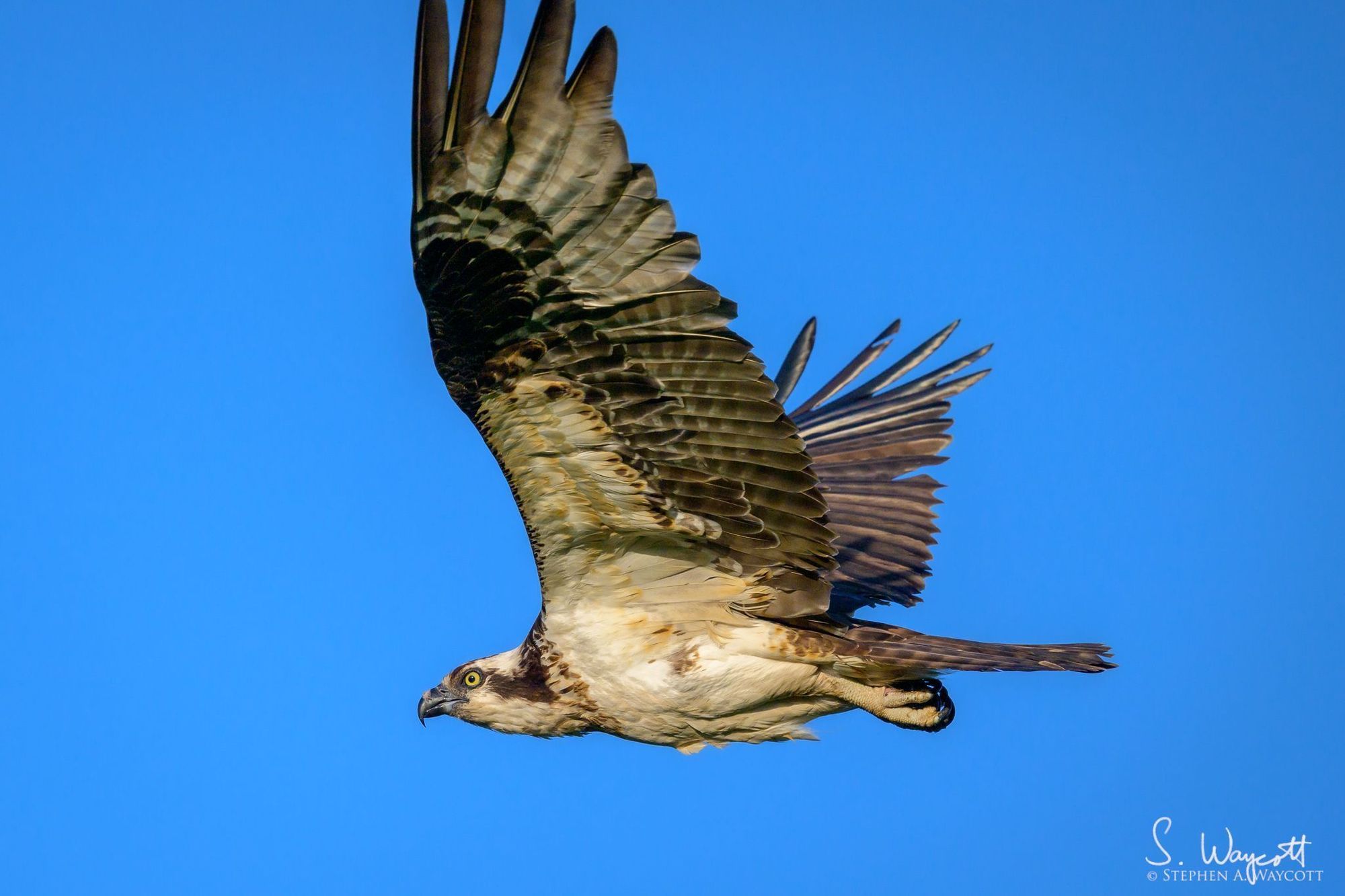 An osprey is flying determinedly from right to left with a clear blue sky in the background.