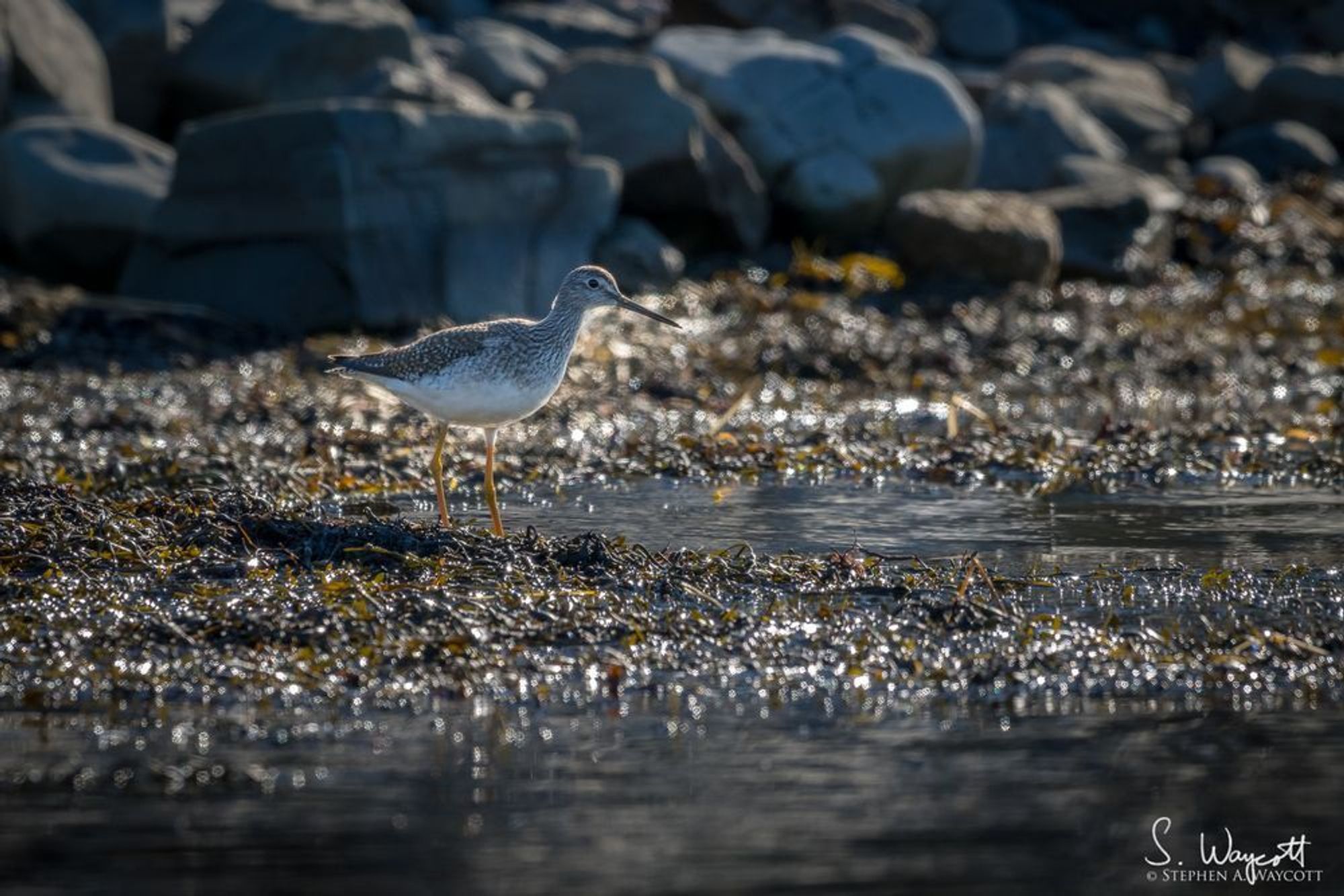 A largish grey-brown shorebird is standing in a cluster of dense seaweed at the water's edge. 