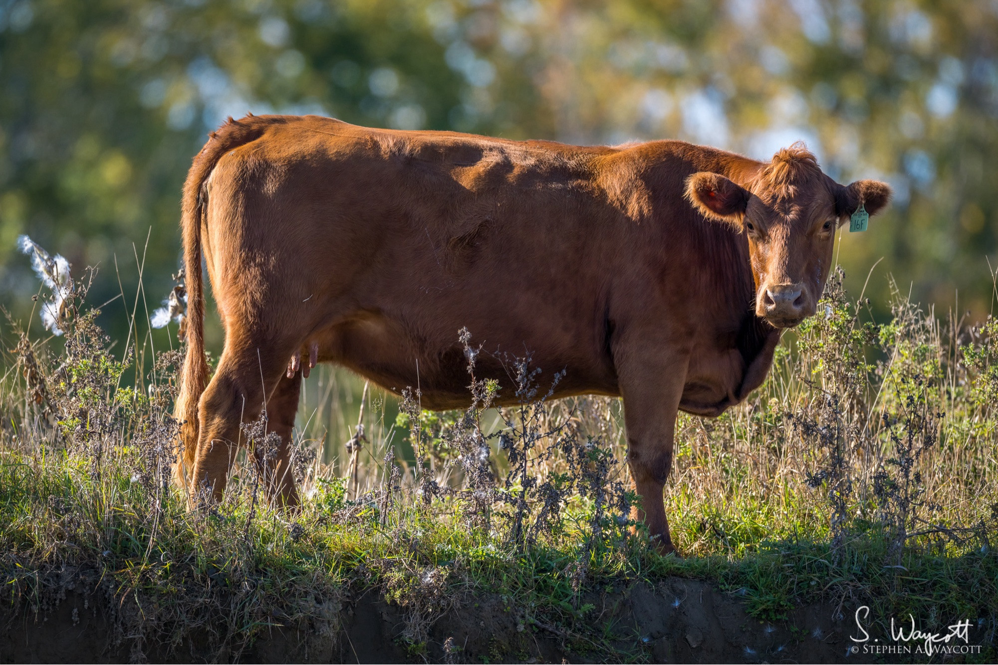 A large brown cow stands side-on and looks at the camera.