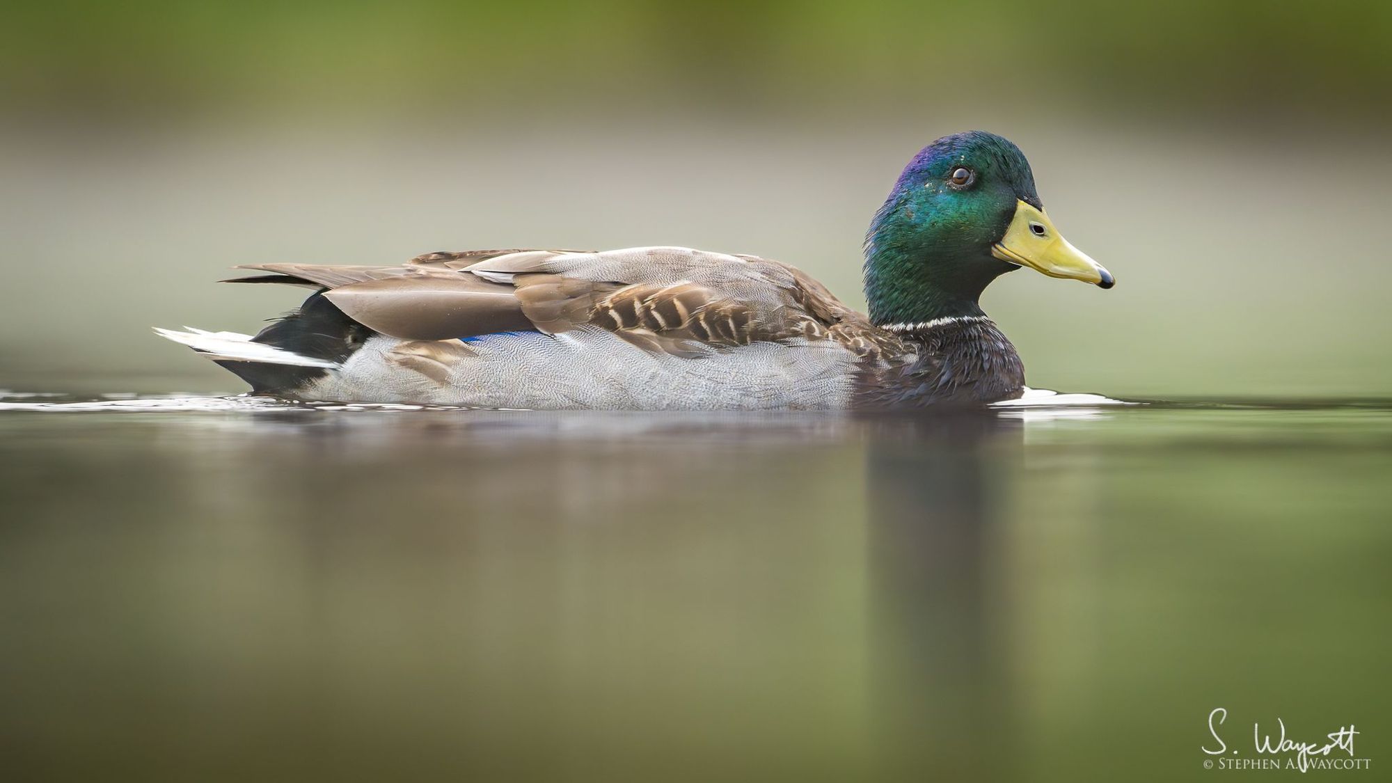 A male mallard duck with grey and brown body and distinctive green head and yellow bill is swimming on the calm water with a soft misty background.