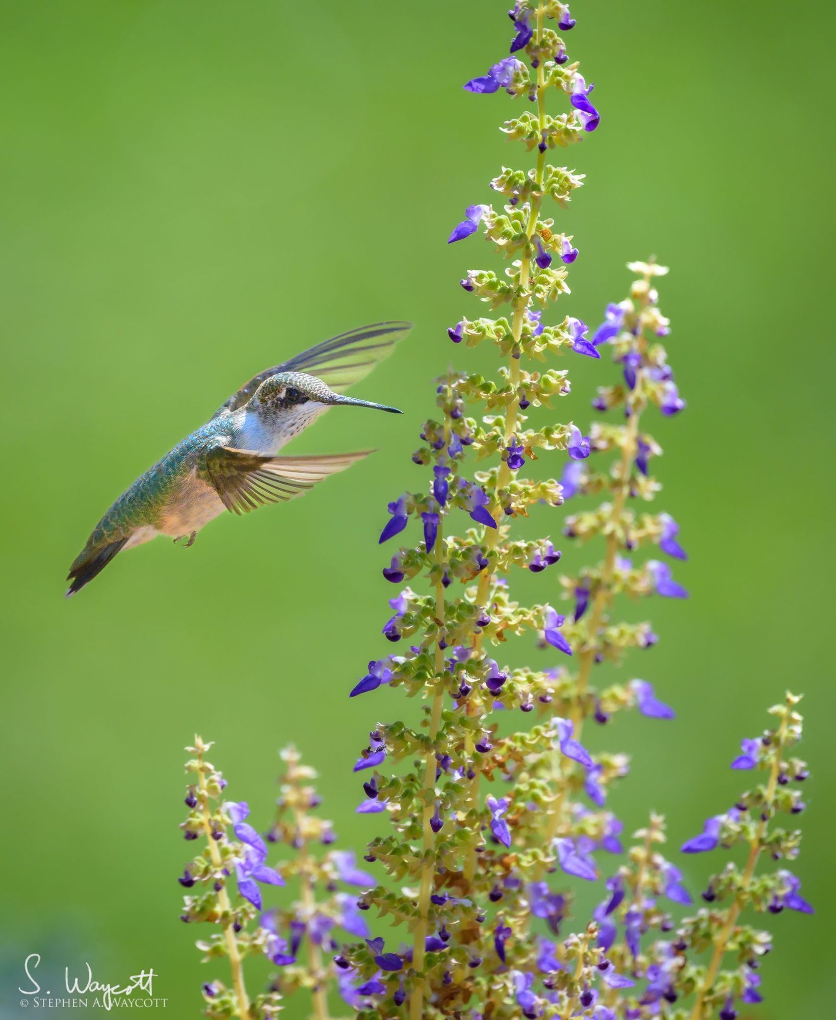 A grey and green hummingbird is in hovering in front of an out of focus green background while probing a small purple flower with its beak.