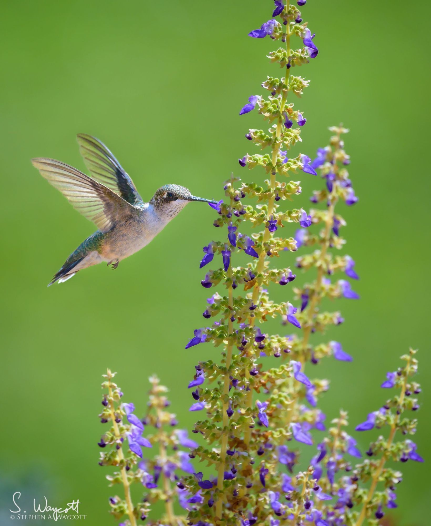 A grey and green hummingbird is in hovering in front of an out of focus green background while probing a small purple flower with its beak.