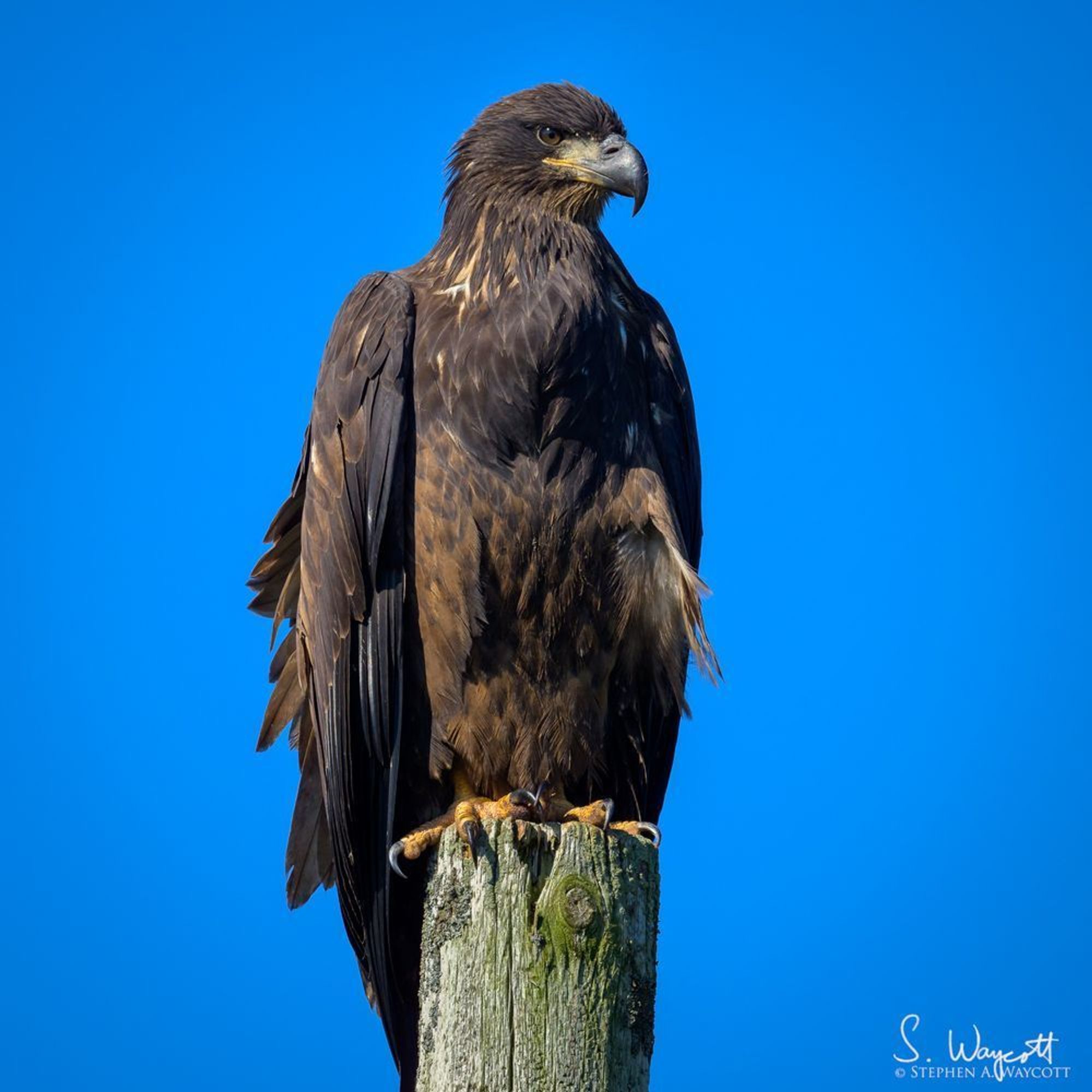 A dark brown eagle is perched atop a weather telephone pole with a clear blue sky in the background.