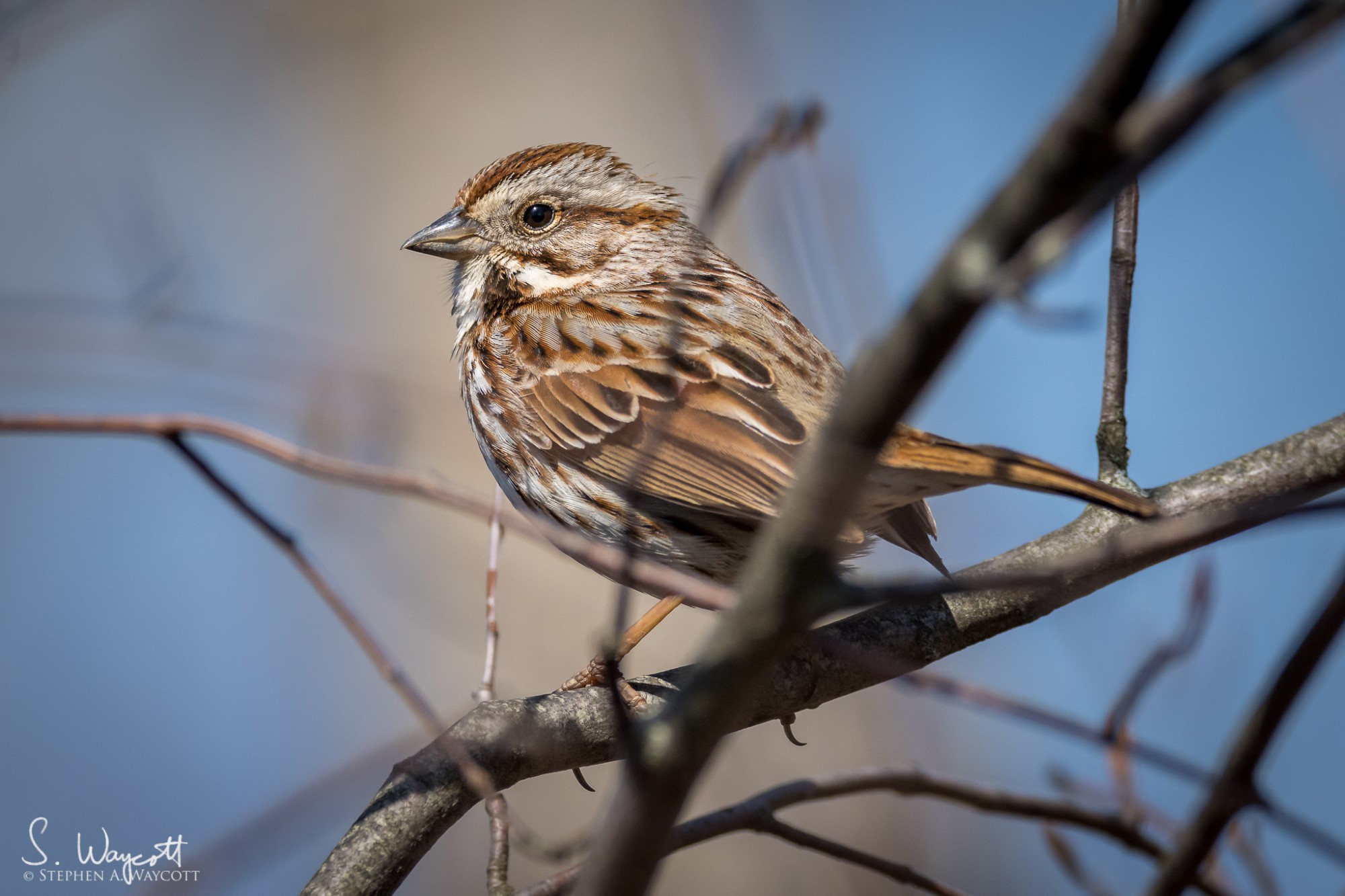 A song sparrow perches cutely on a tree branch.